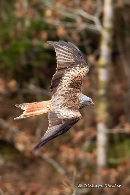 Red Kite
