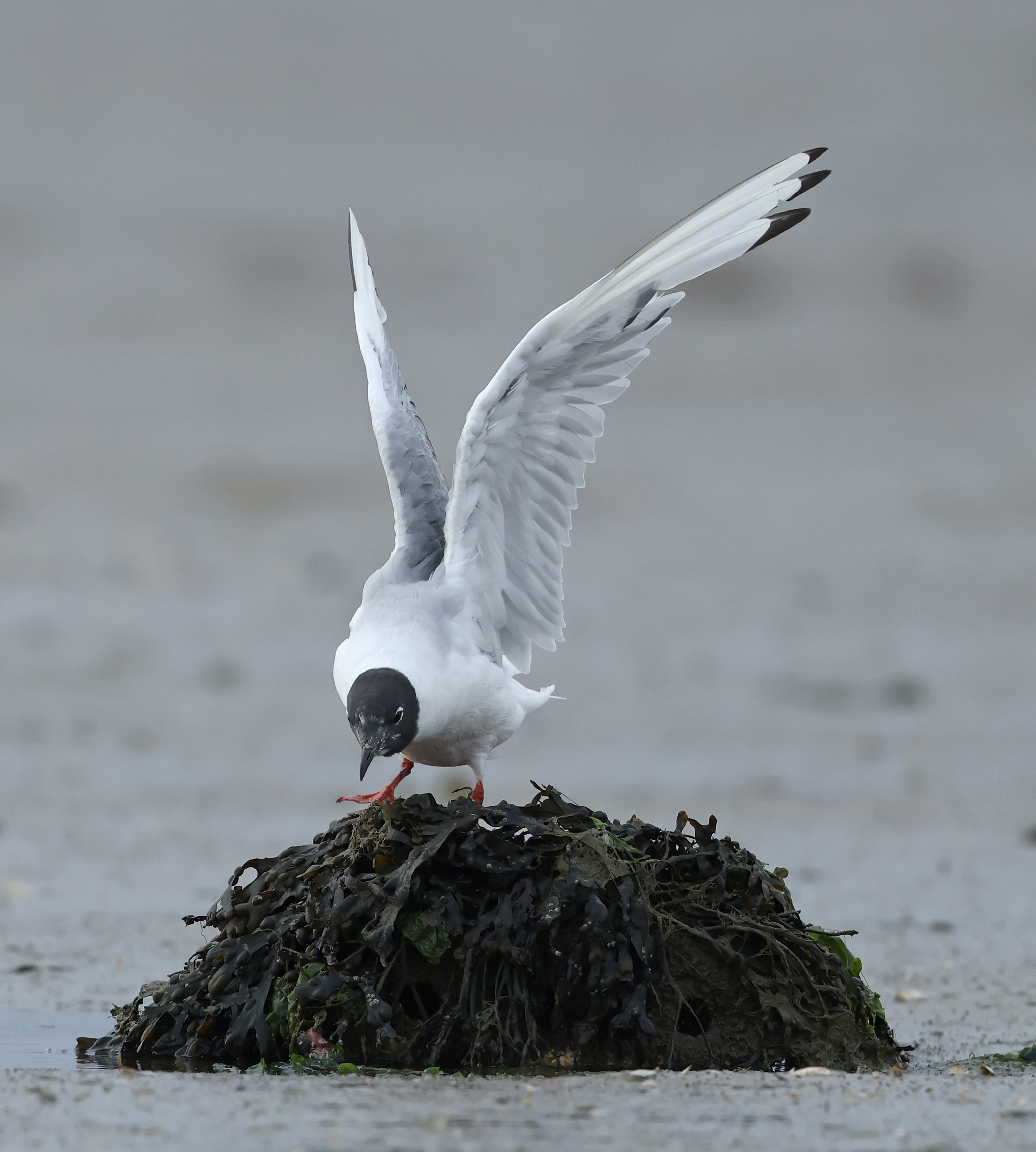 Bonaparte's Gull