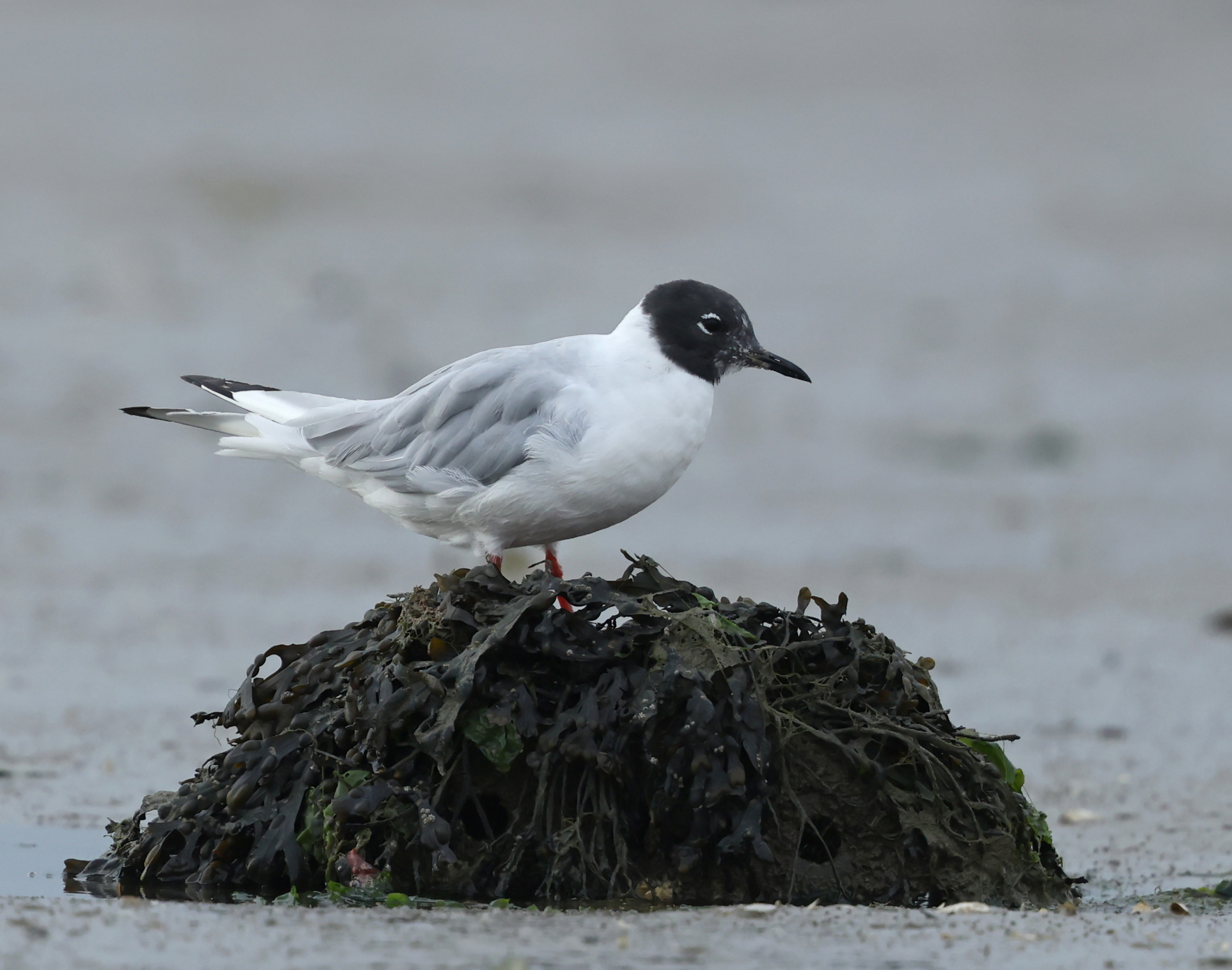 Bonaparte's Gull