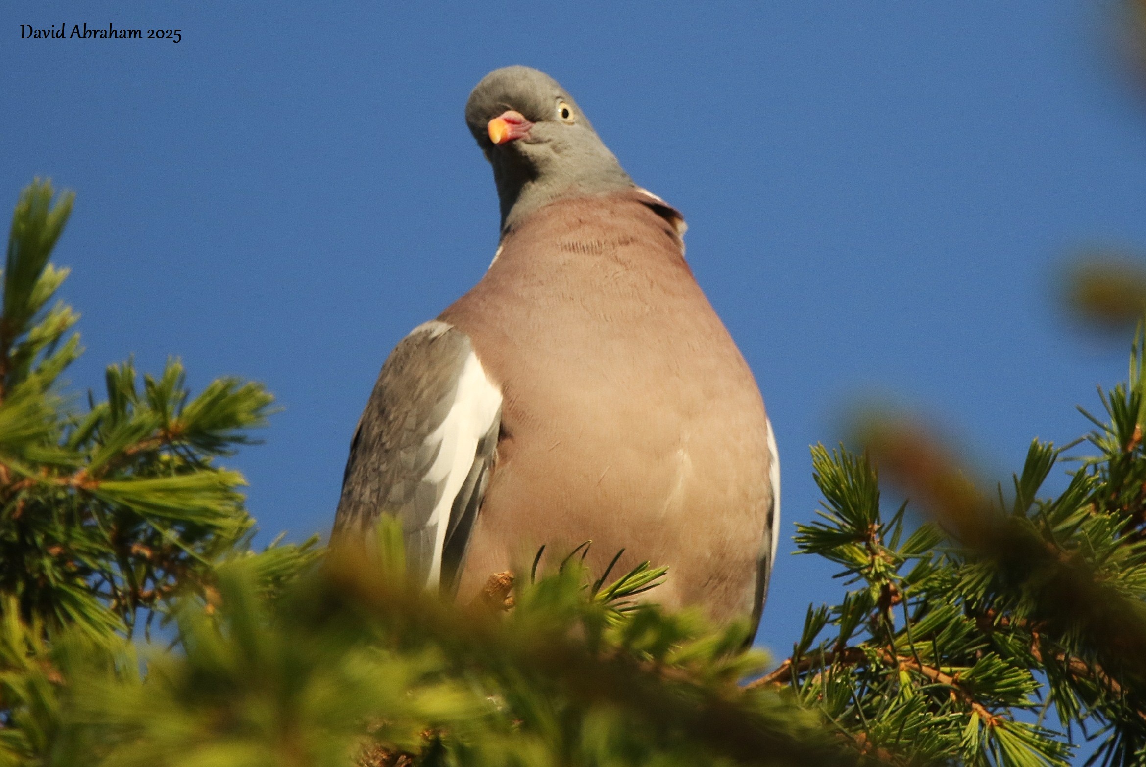Woodpigeon