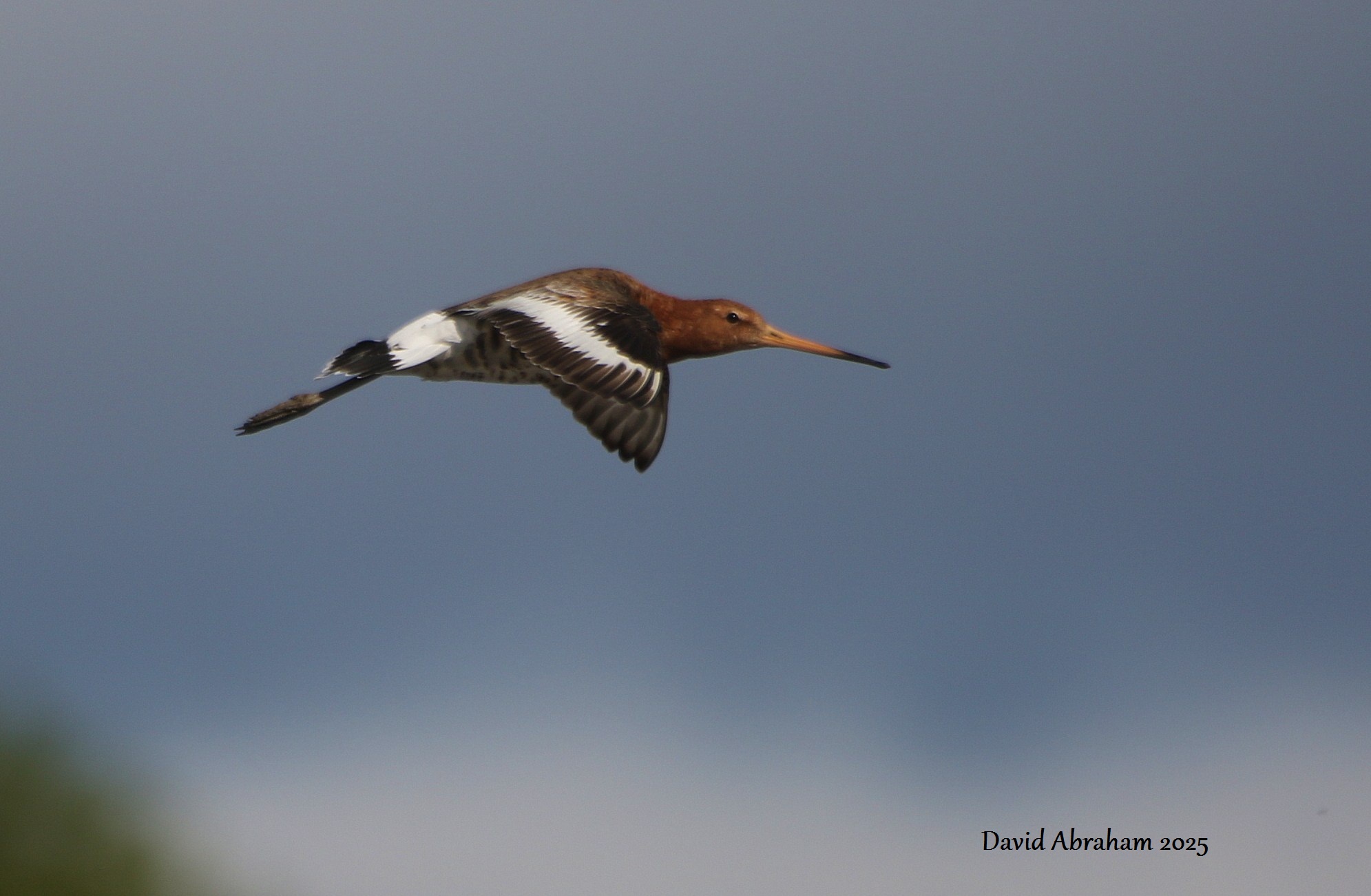 Black-tailed Godwit