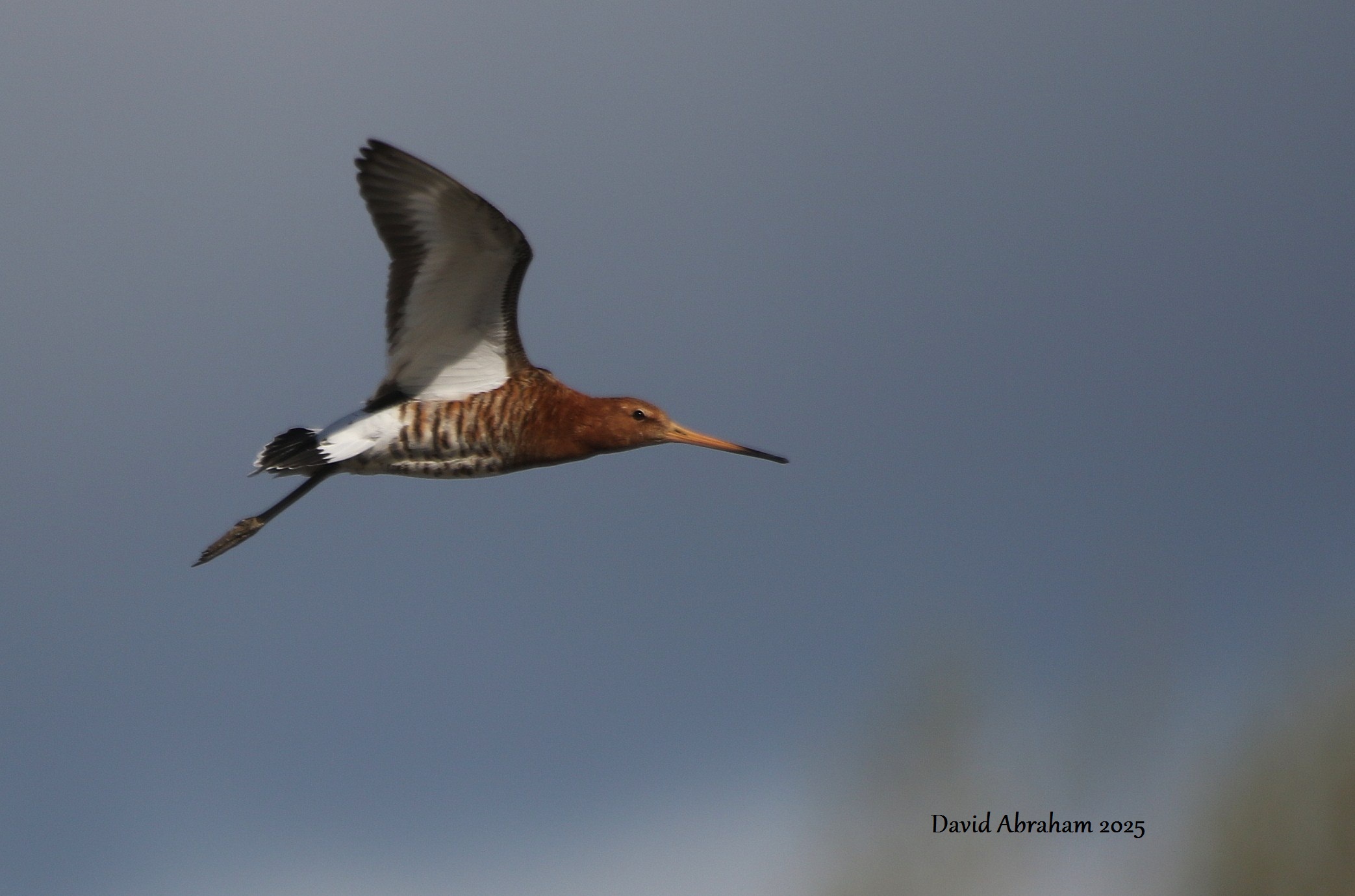 Black-tailed Godwit 