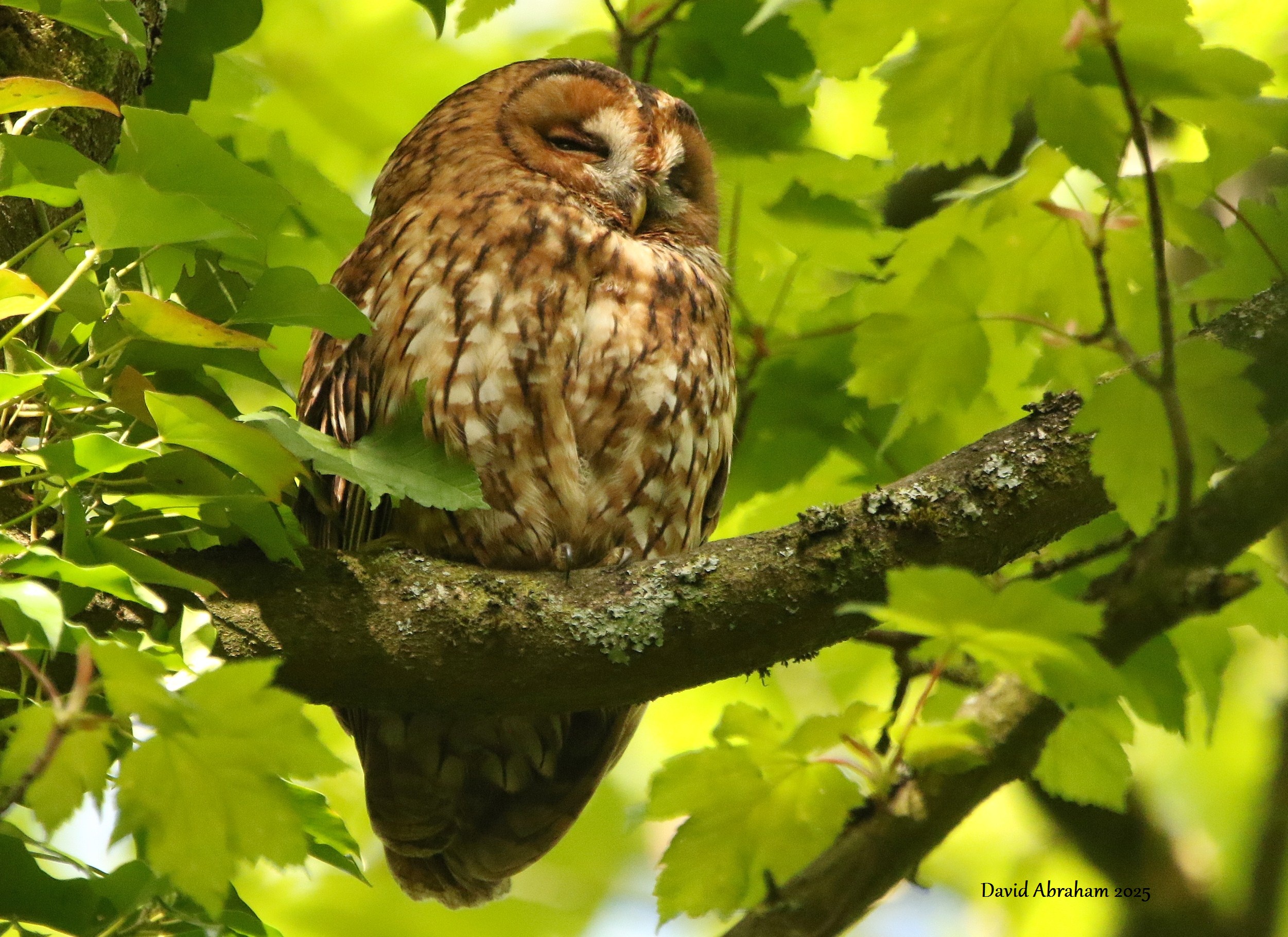 Tawny Owl 