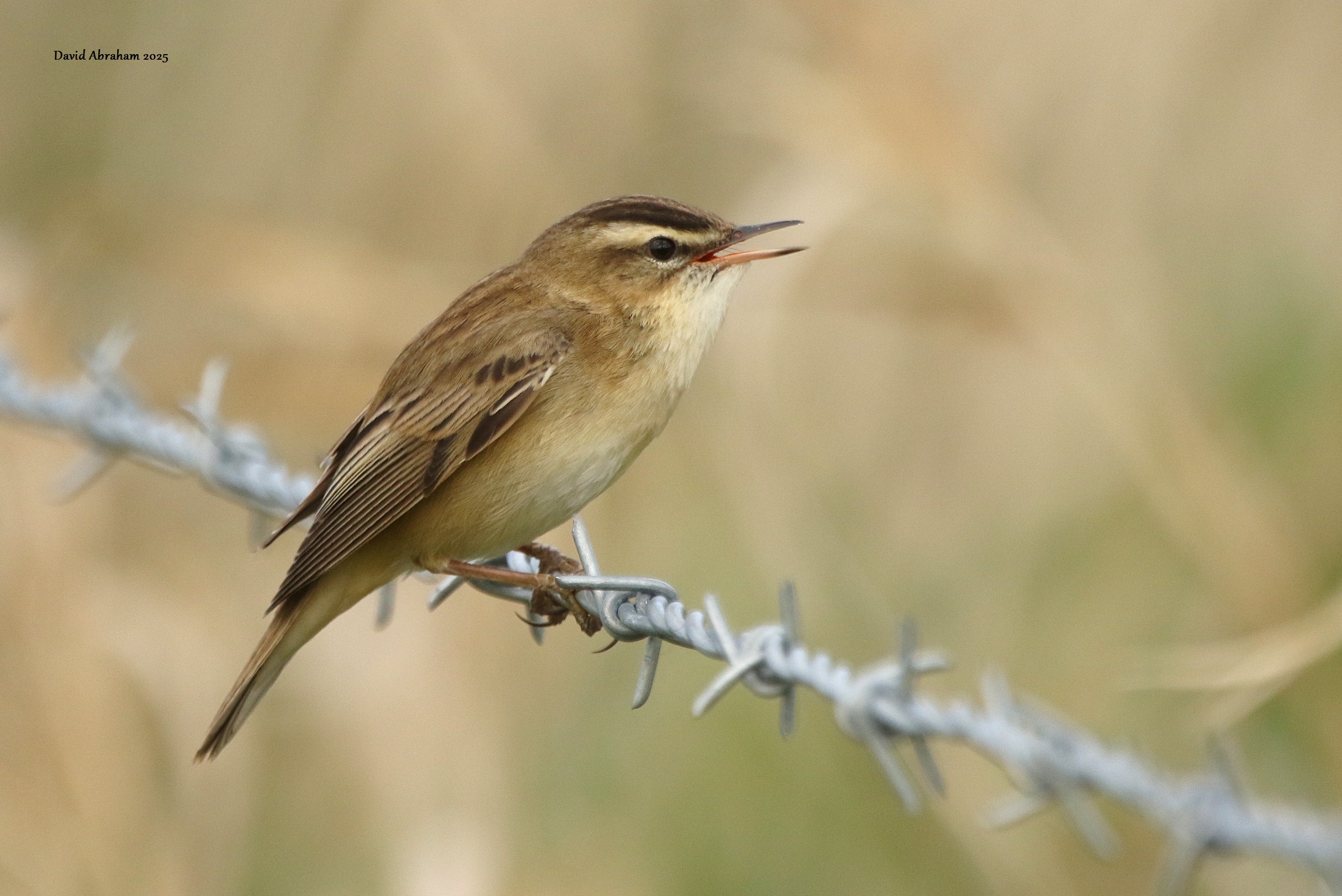 Sedge Warbler 