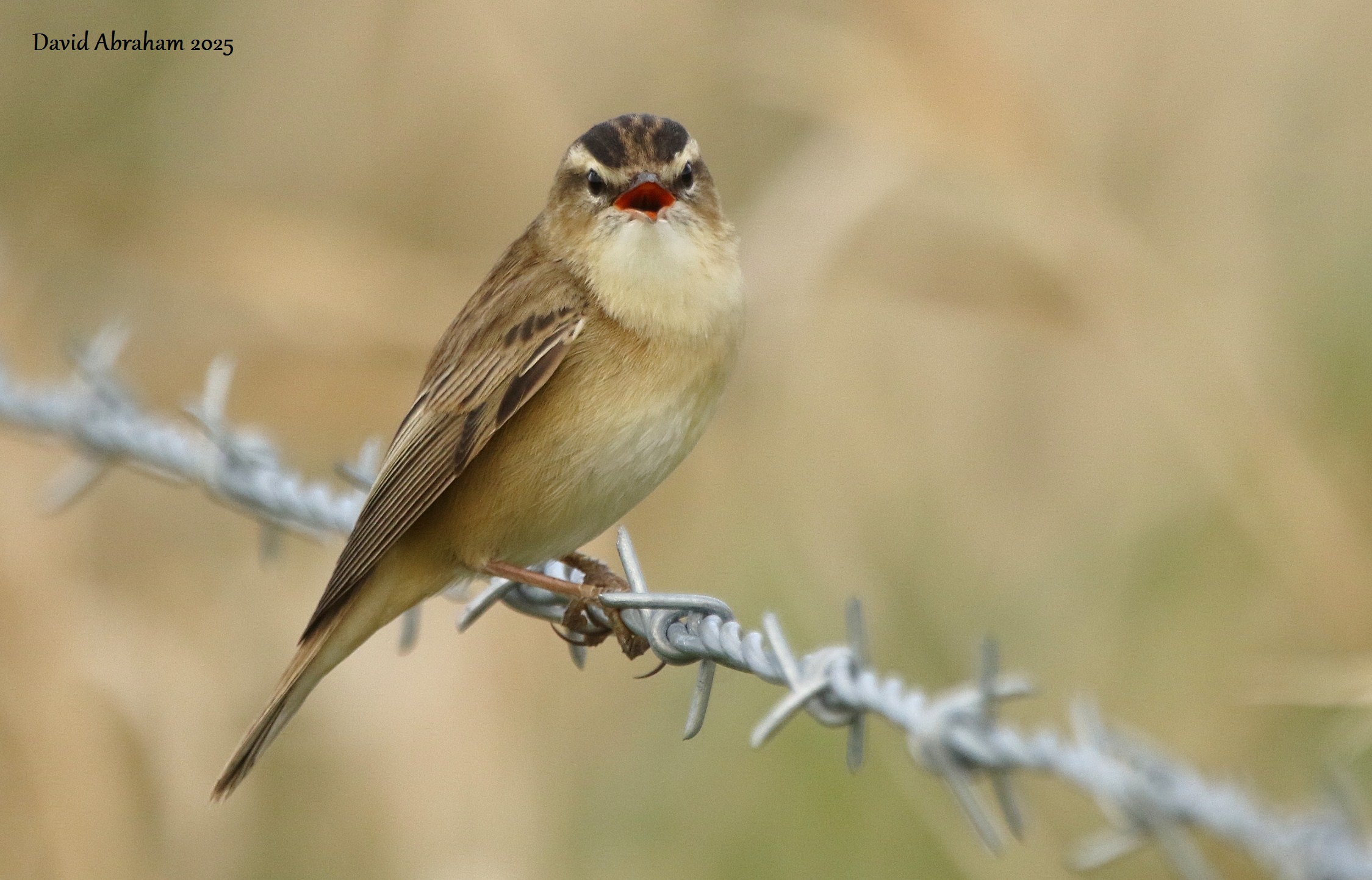 Sedge Warbler 