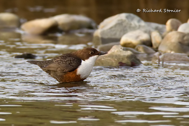Dipper