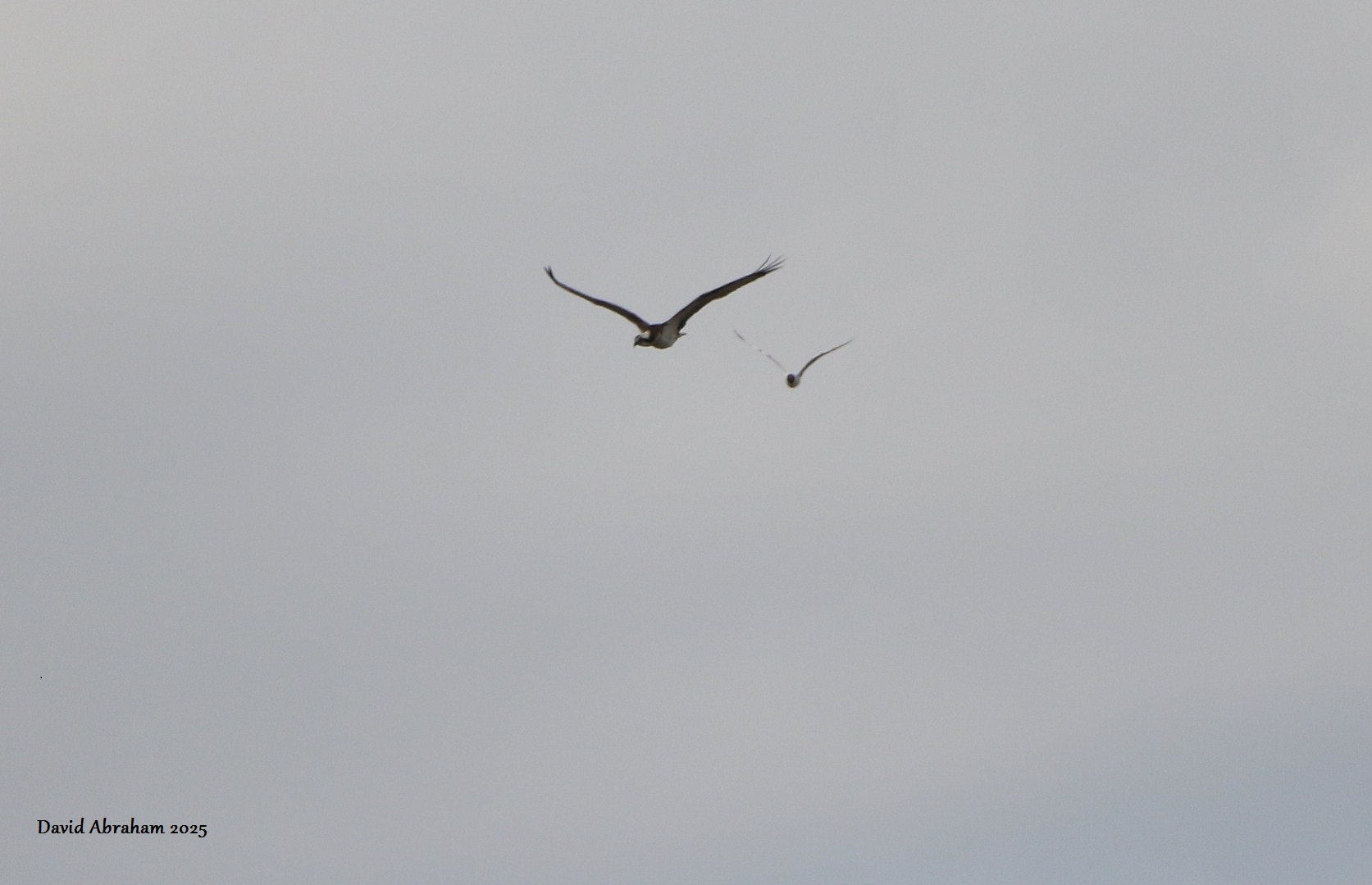 Osprey 