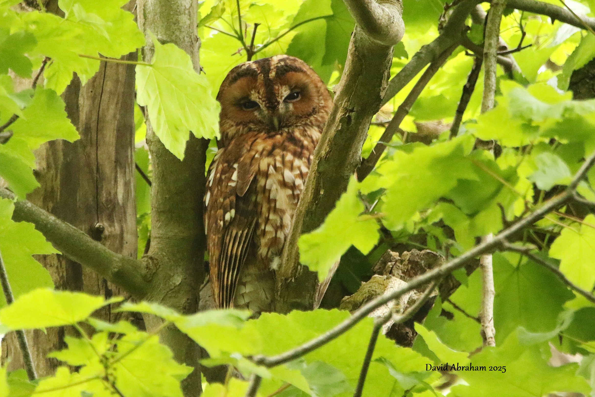 Tawny Owl 