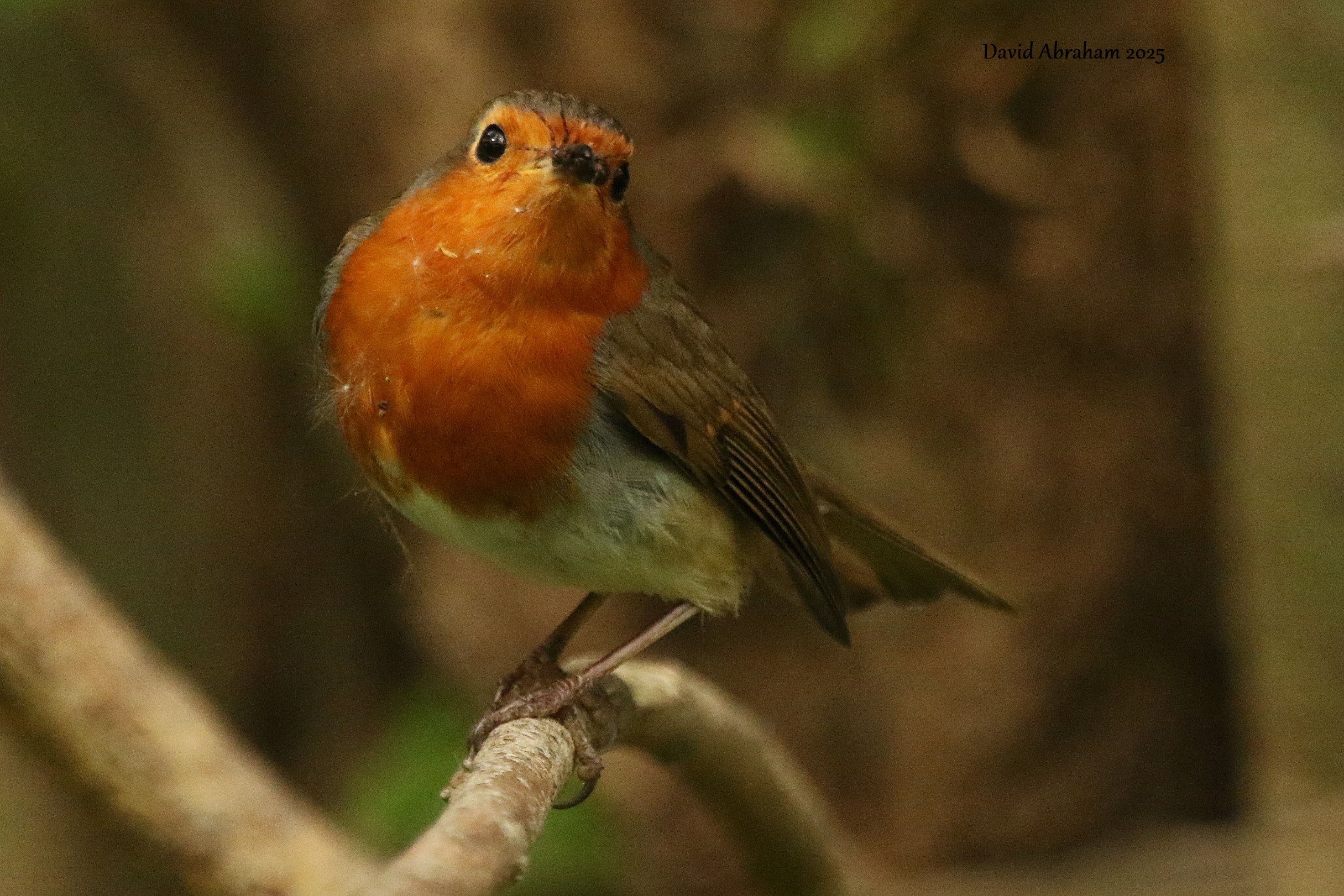Robin