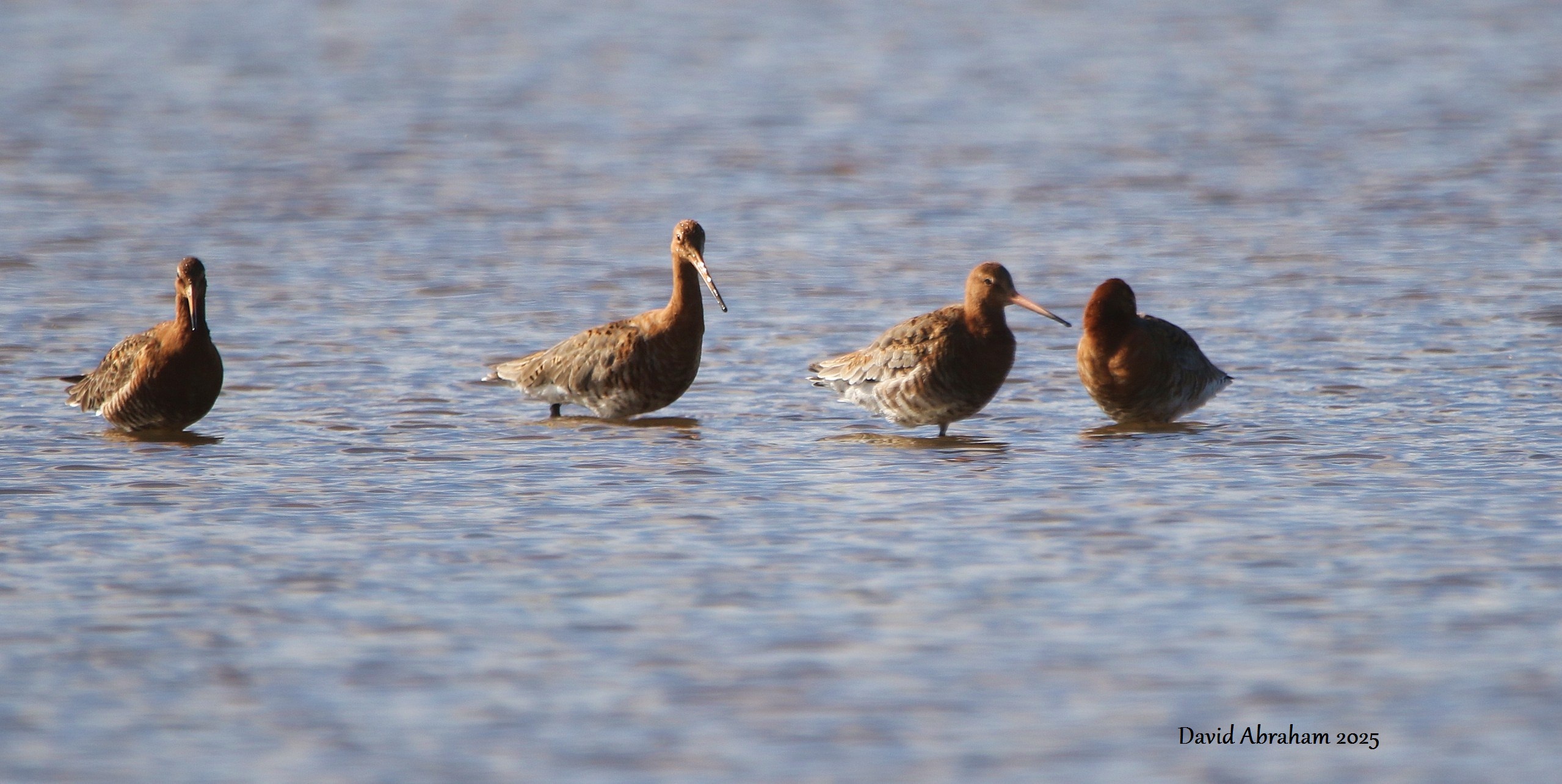 Black-tailed Godwit 