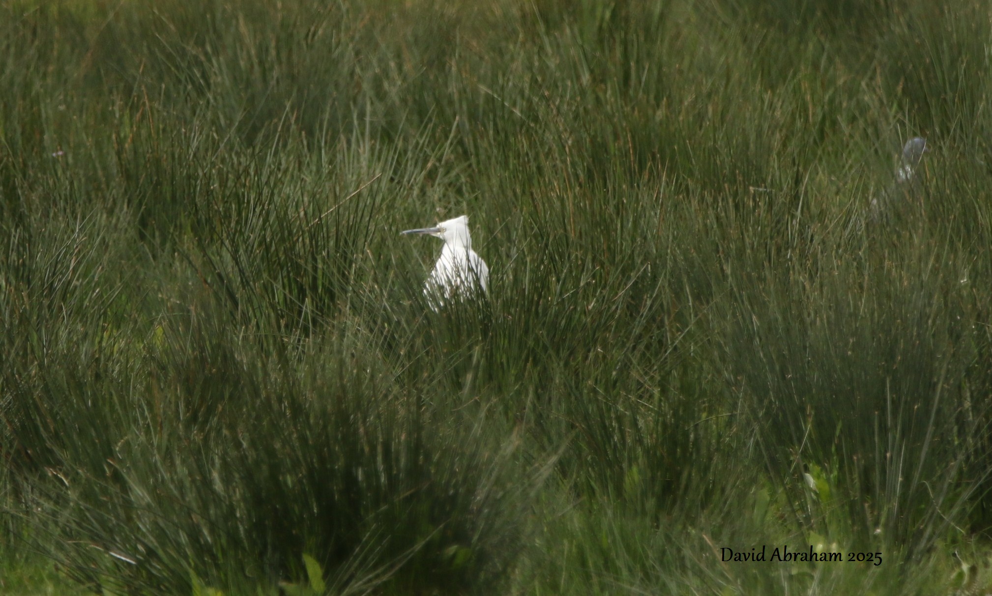 Little Egret 