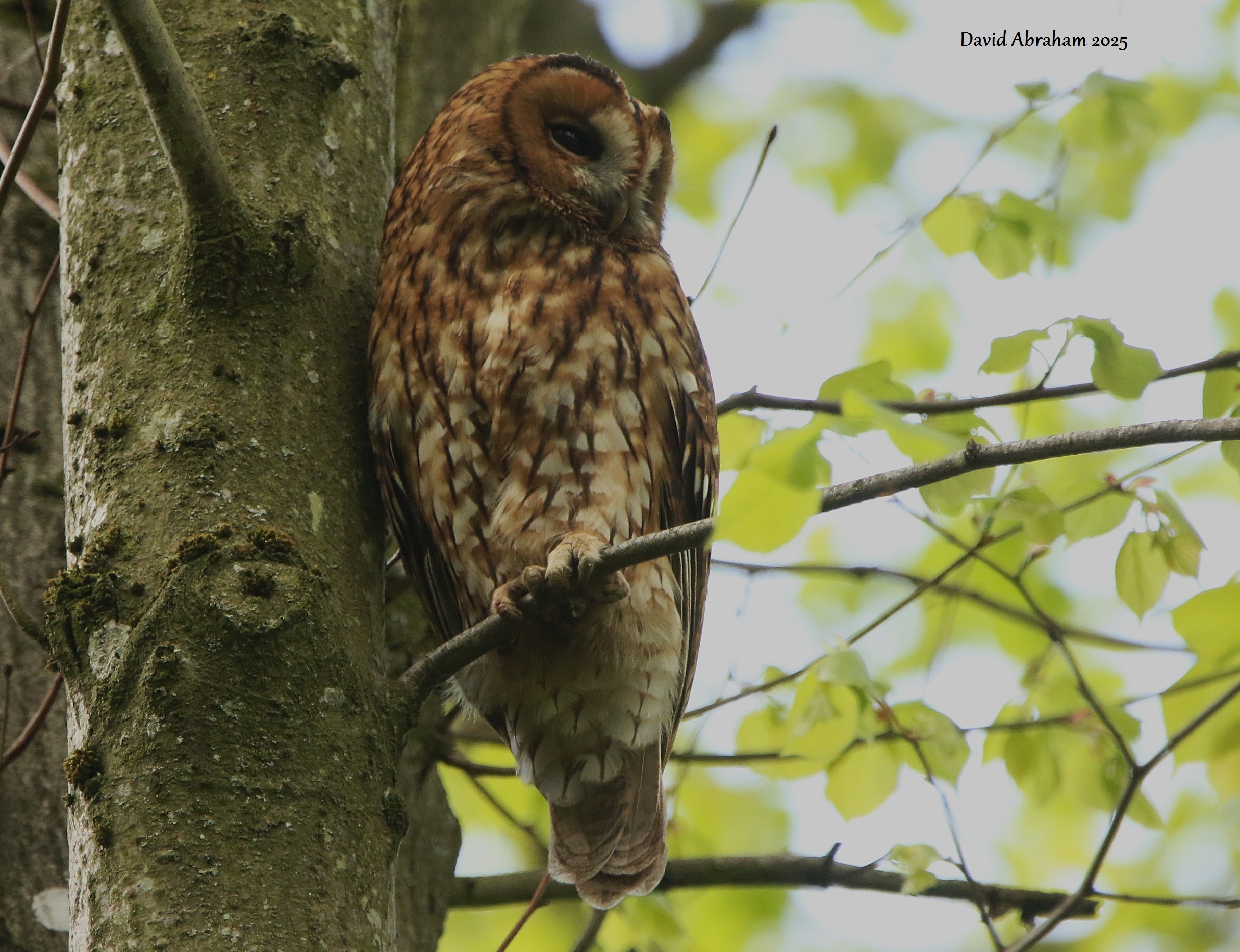 Tawny Owl 
