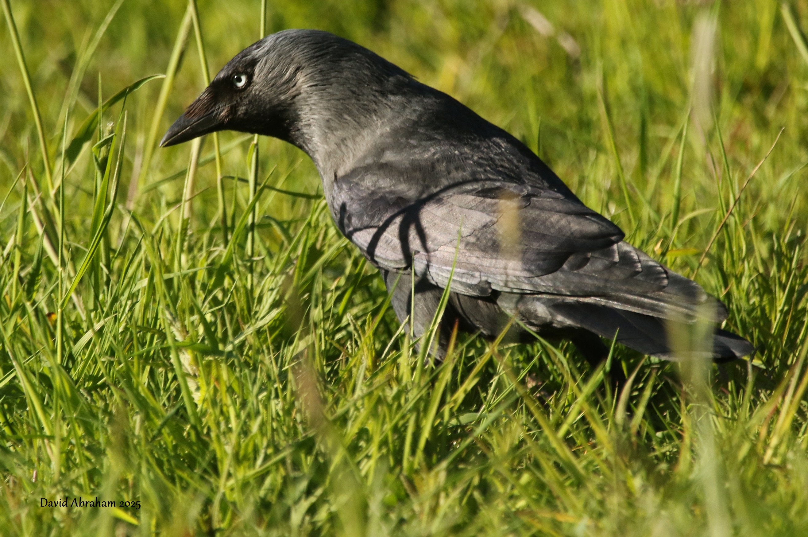 Jackdaw 