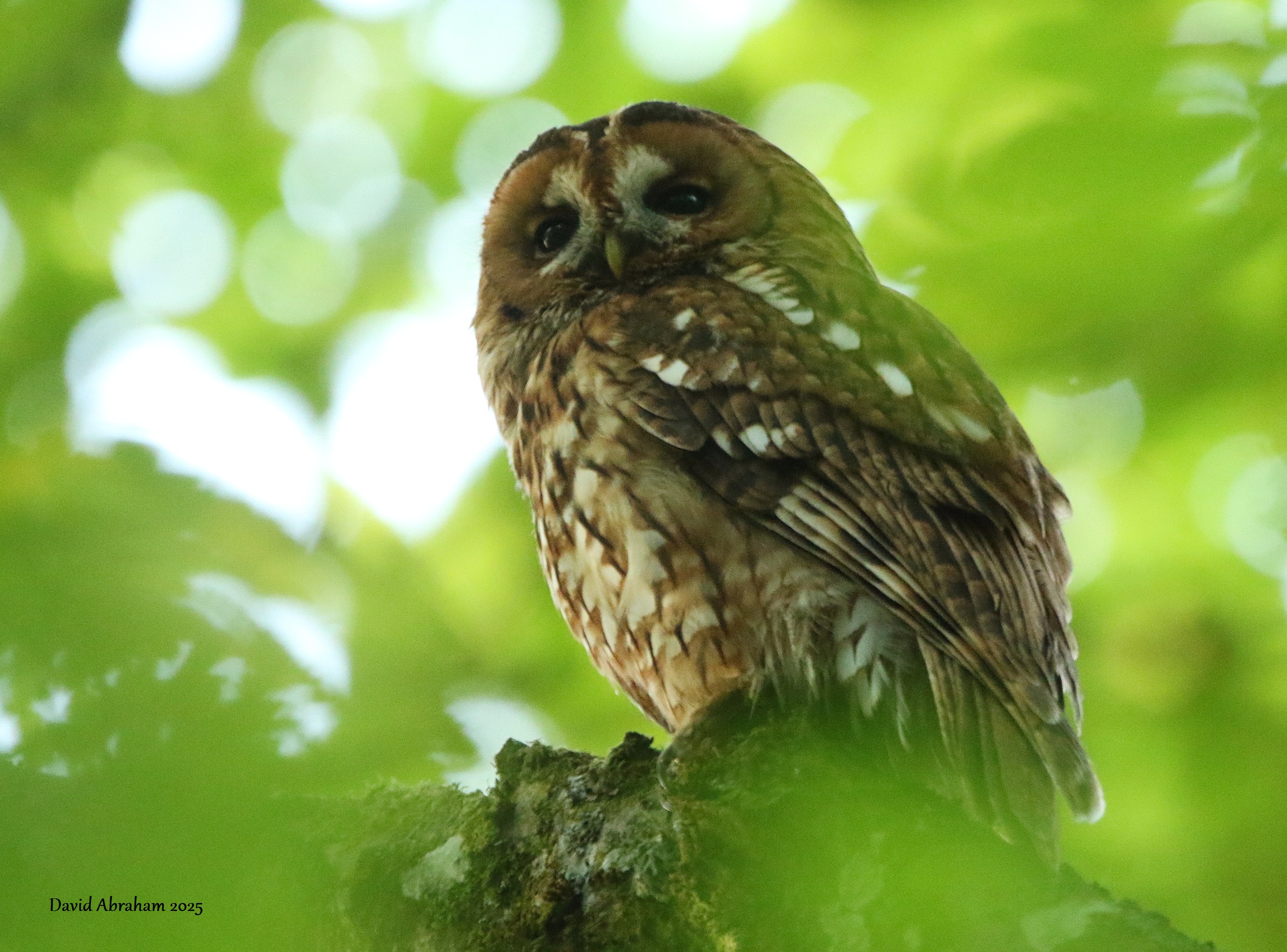 Tawny Owl 