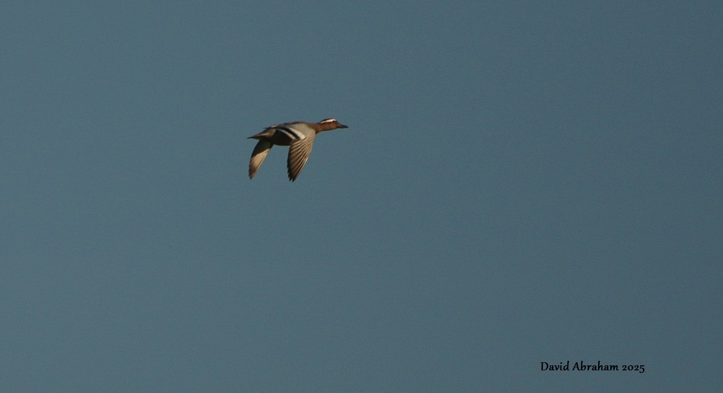 Garganey 