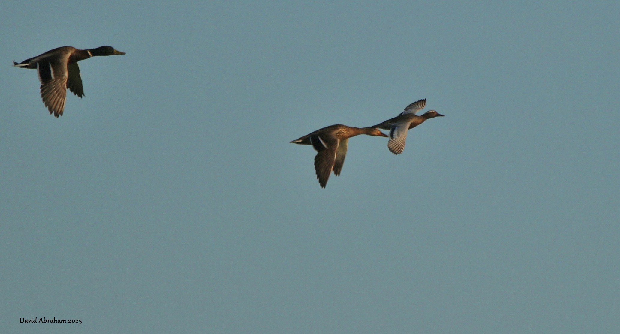 Garganey 