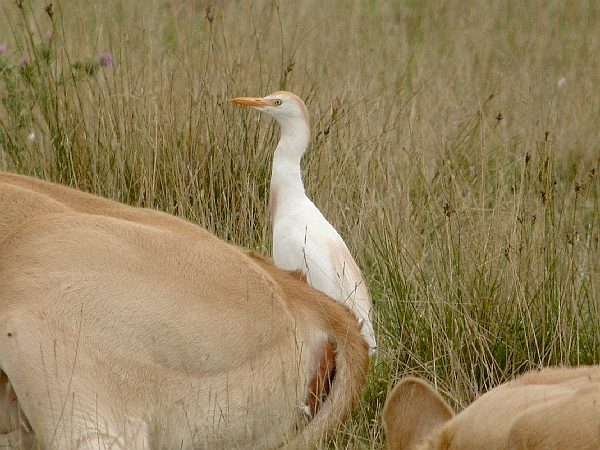 Cattle Egret