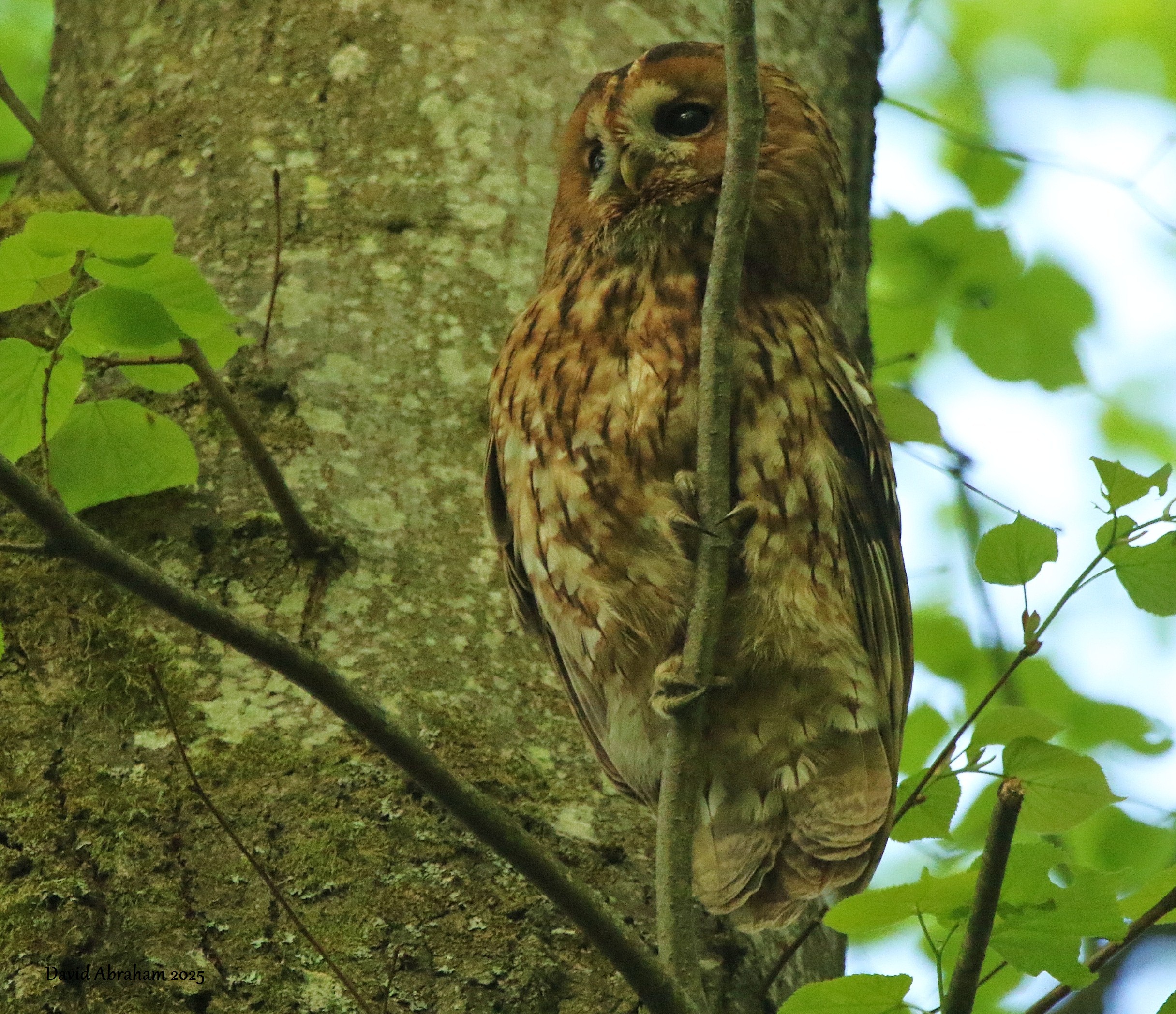 Tawny Owl