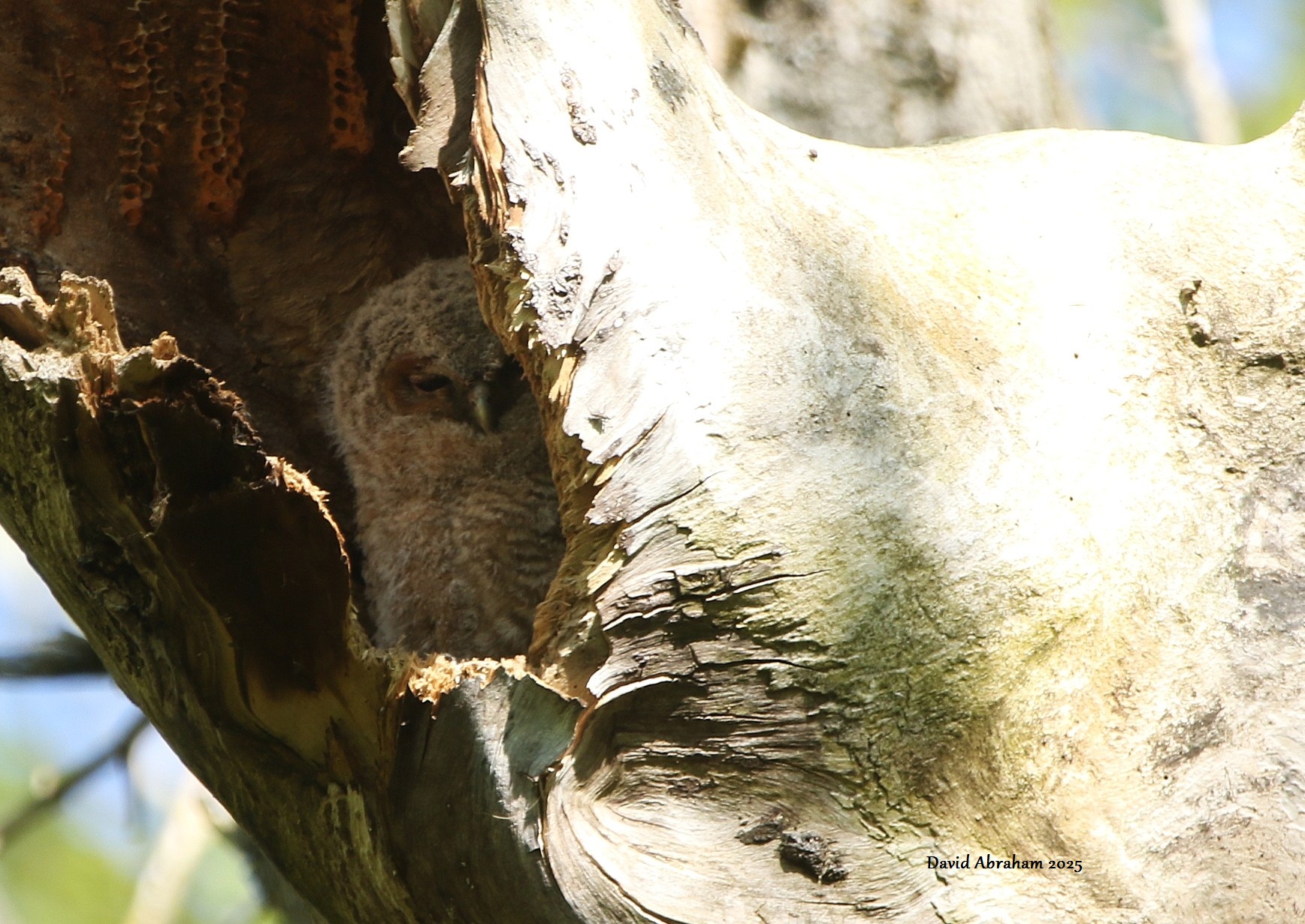 Tawny Owl 
