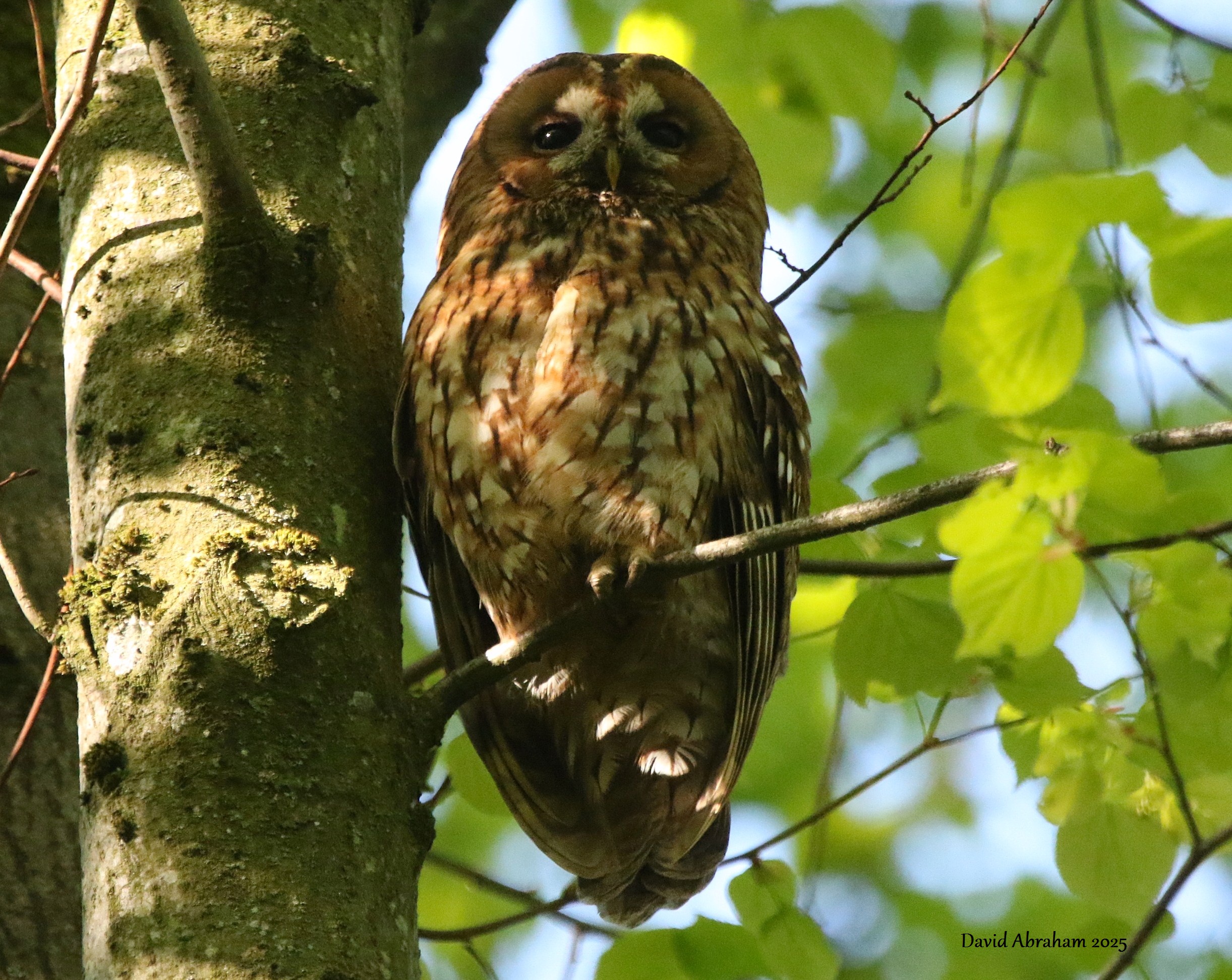 Tawny Owl 