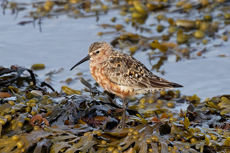 Curlew Sandpiper