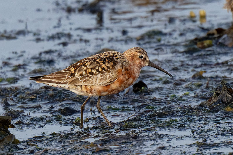 Curlew Sandpiper