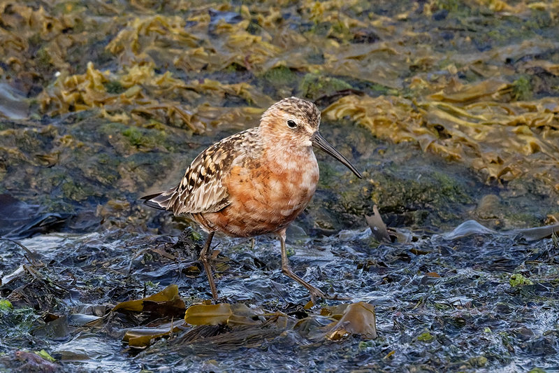 Curlew Sandpiper