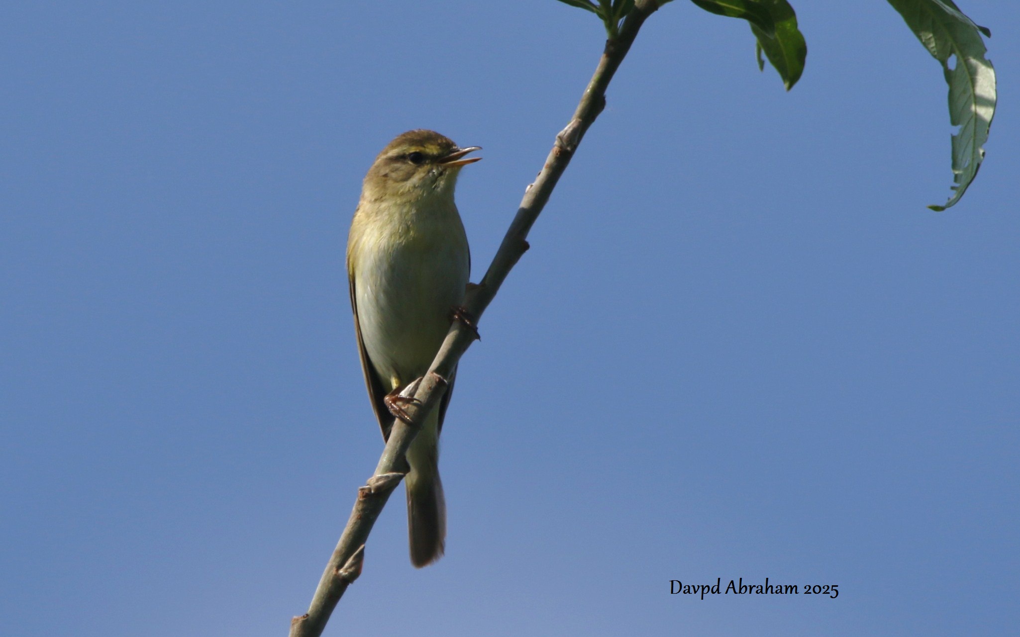 Willow Warbler 