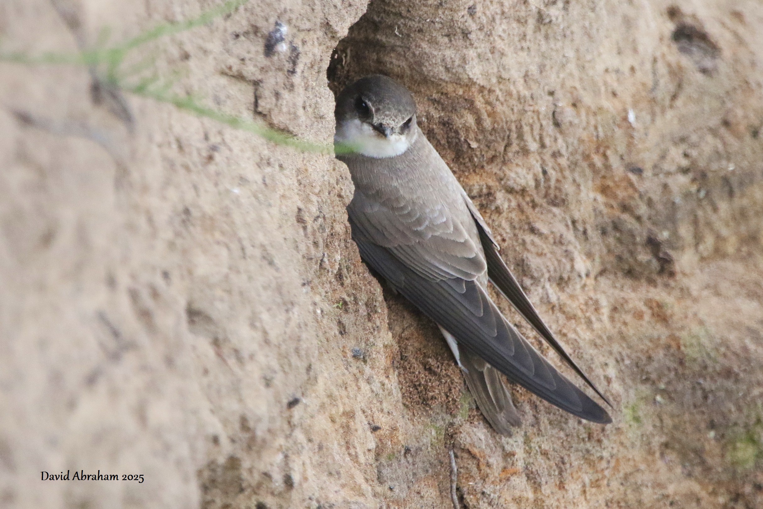 Sand Martin 