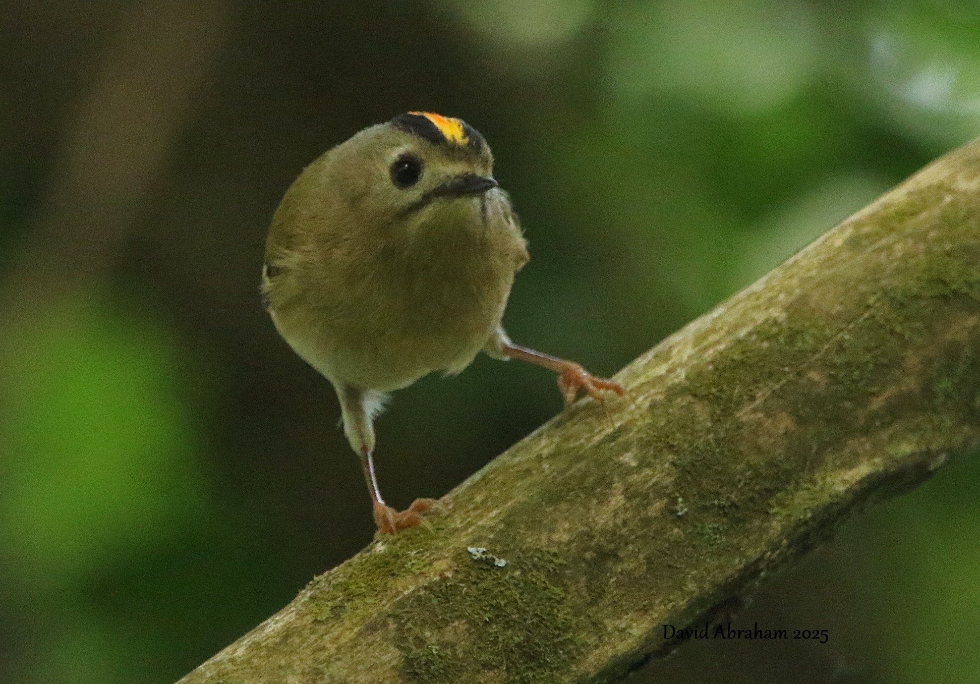 Goldcrest 