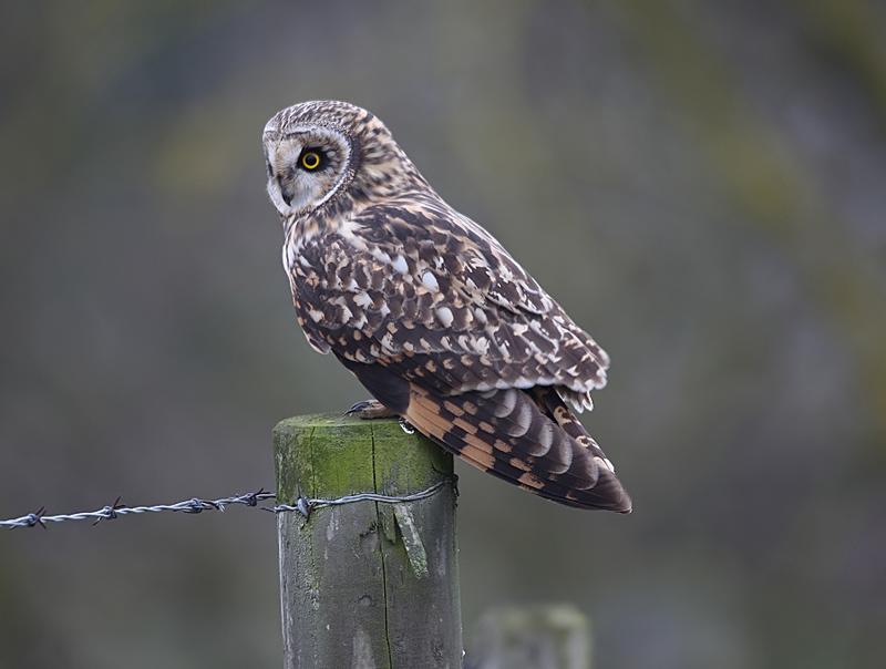 Short-eared Owl