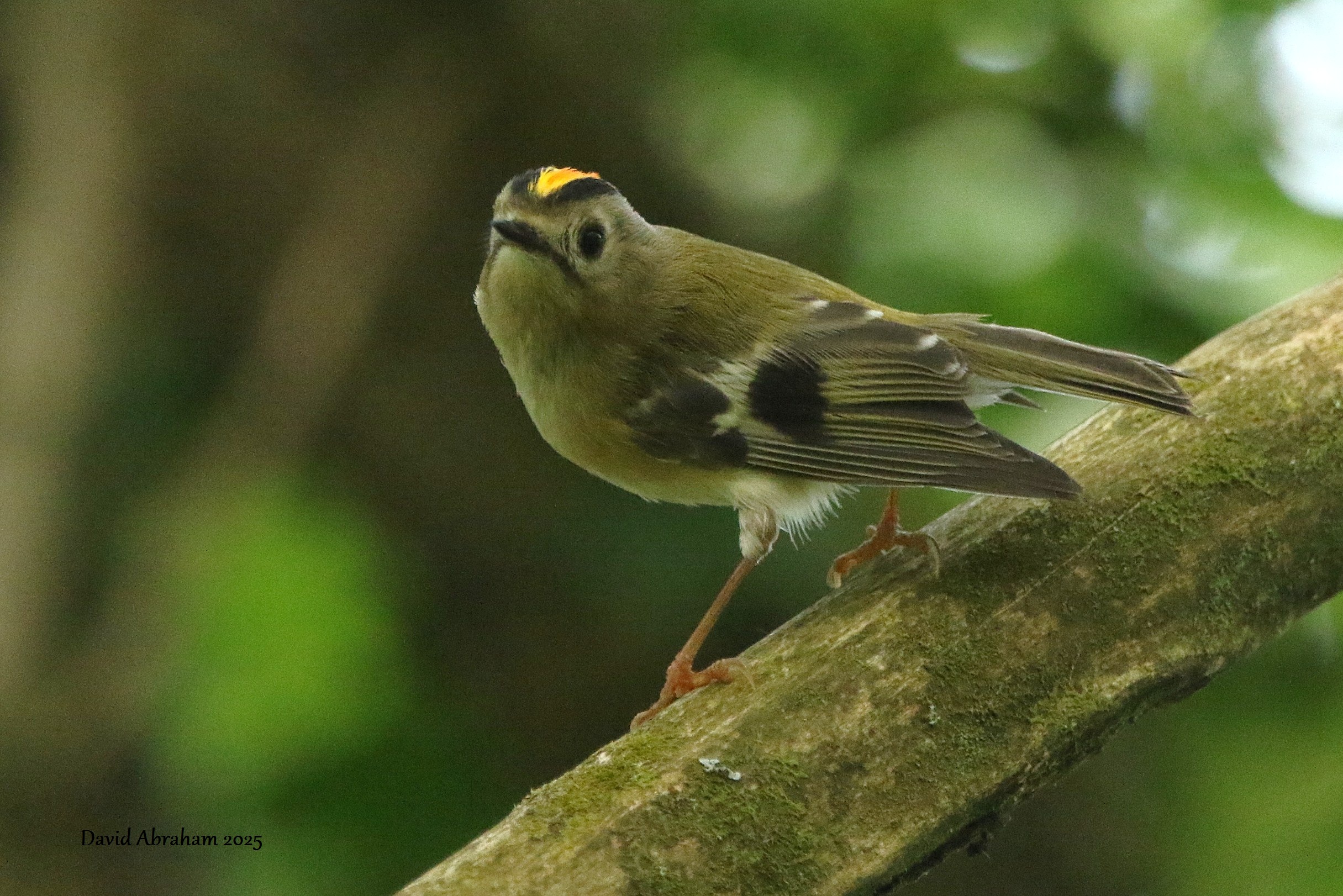 Goldcrest 