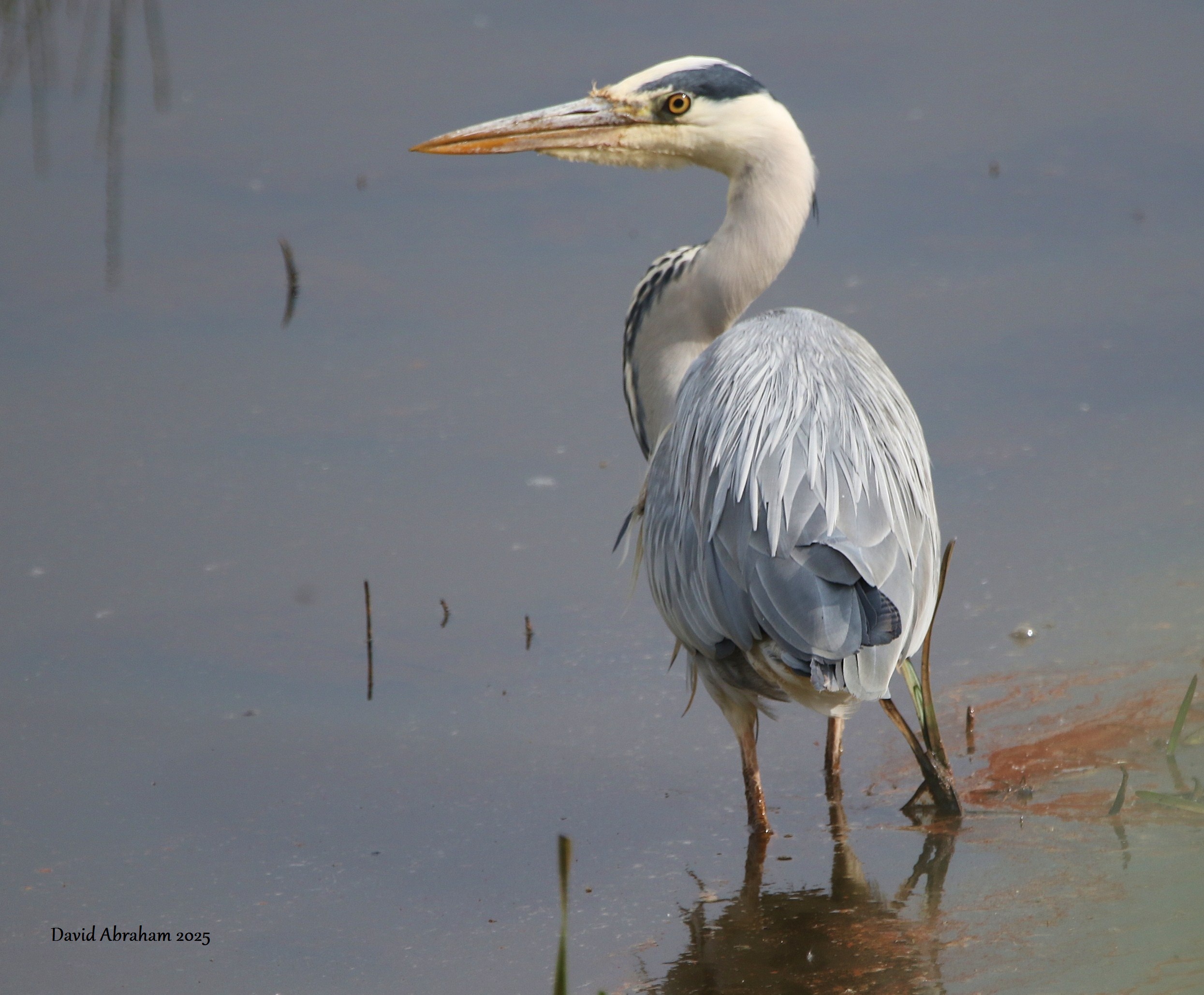Grey Heron 
