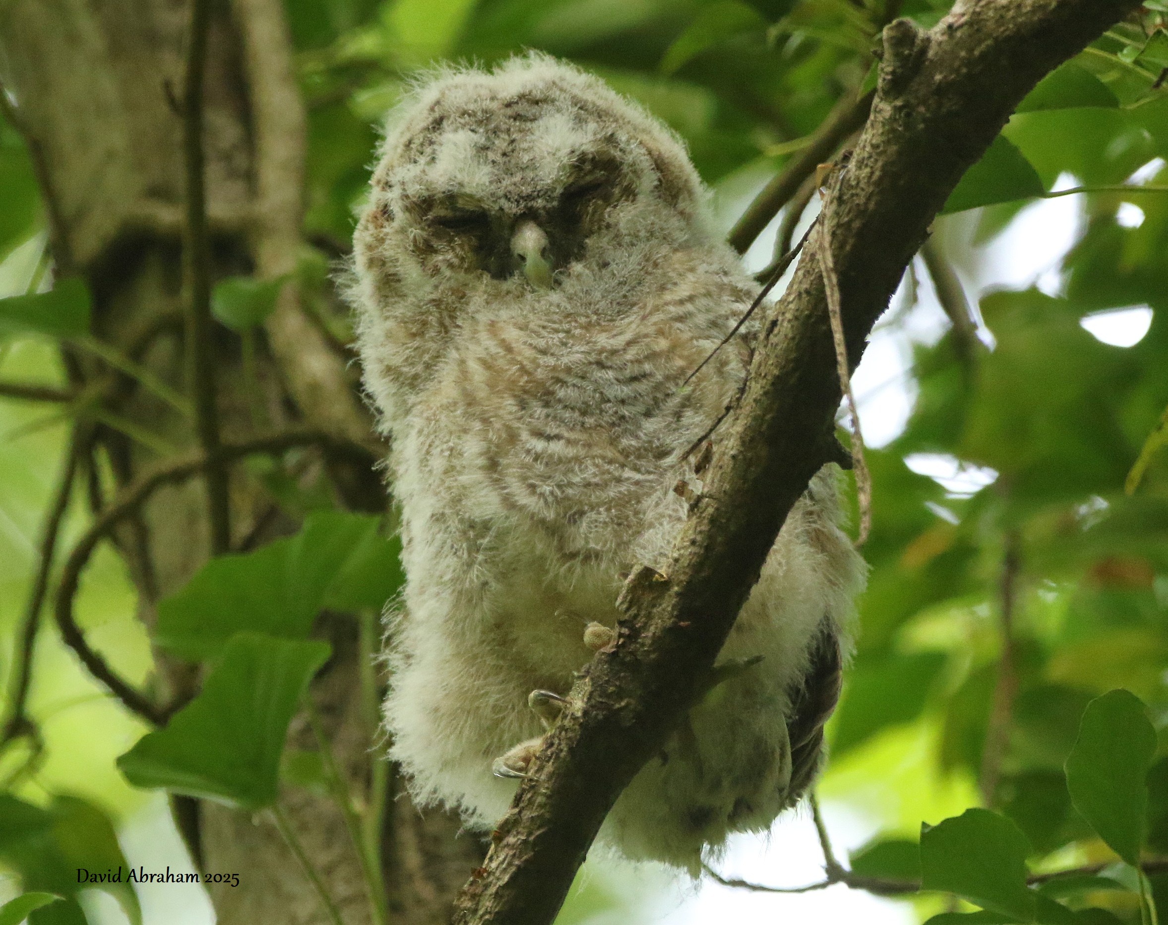 Tawny Owl 