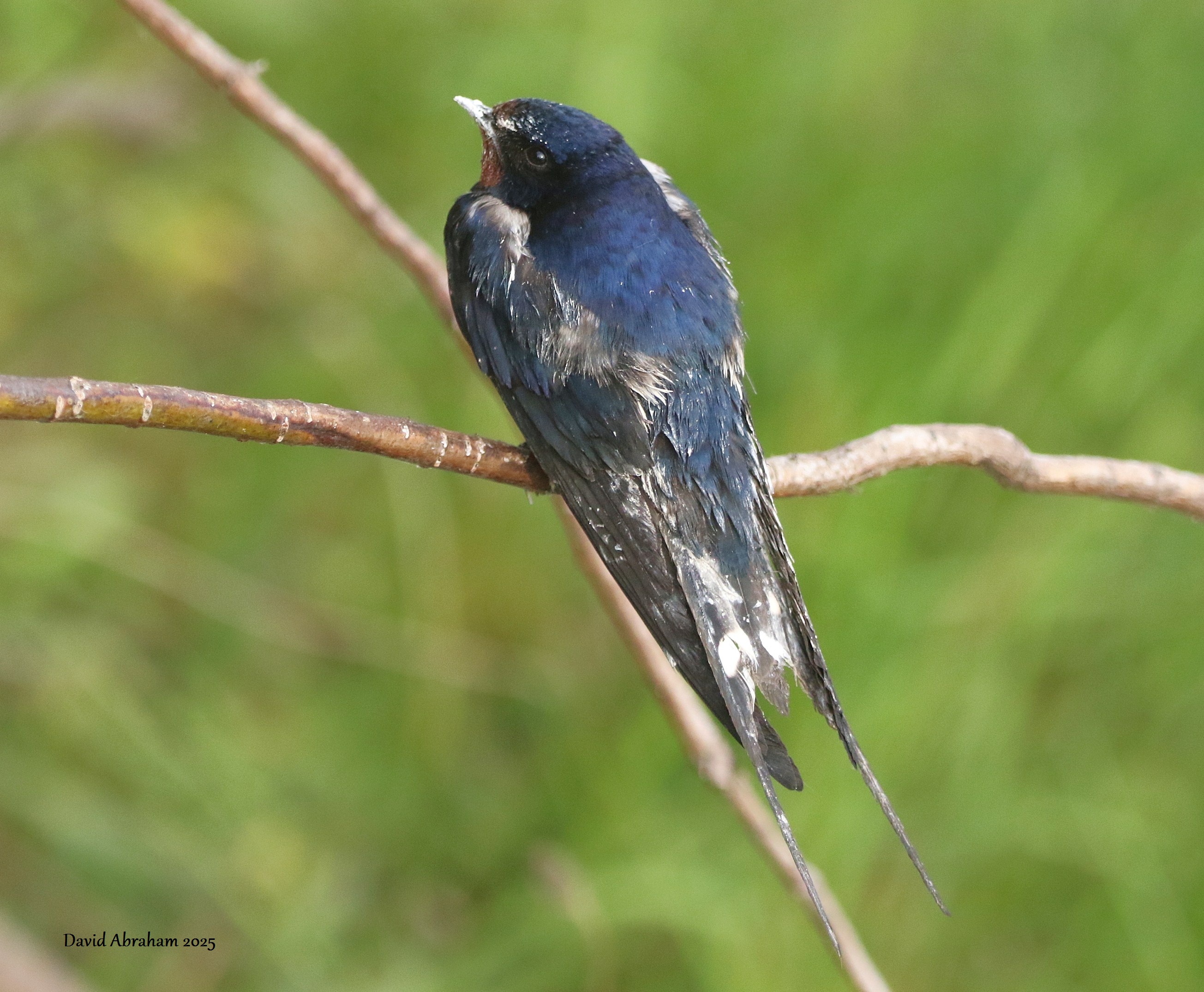 Swallow 