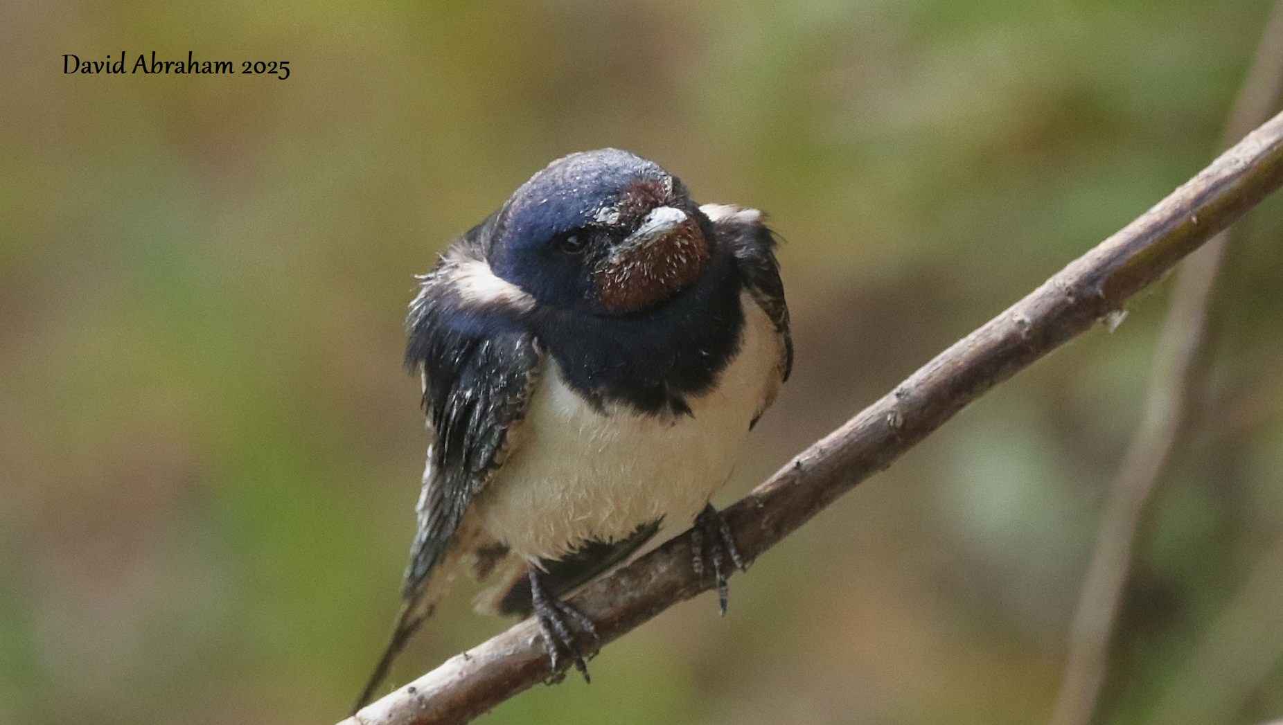 Swallow 