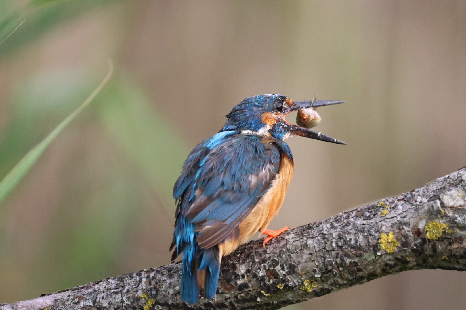 Kingfisher 
