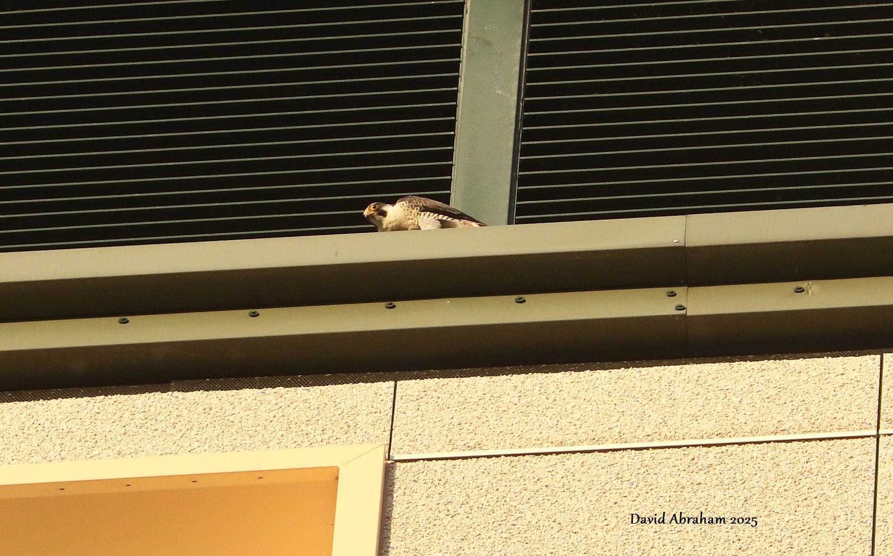 Peregrine 