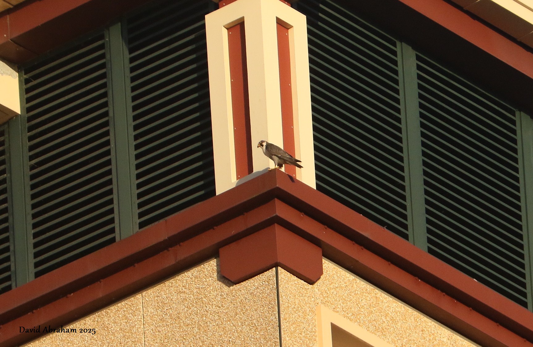 Peregrine 