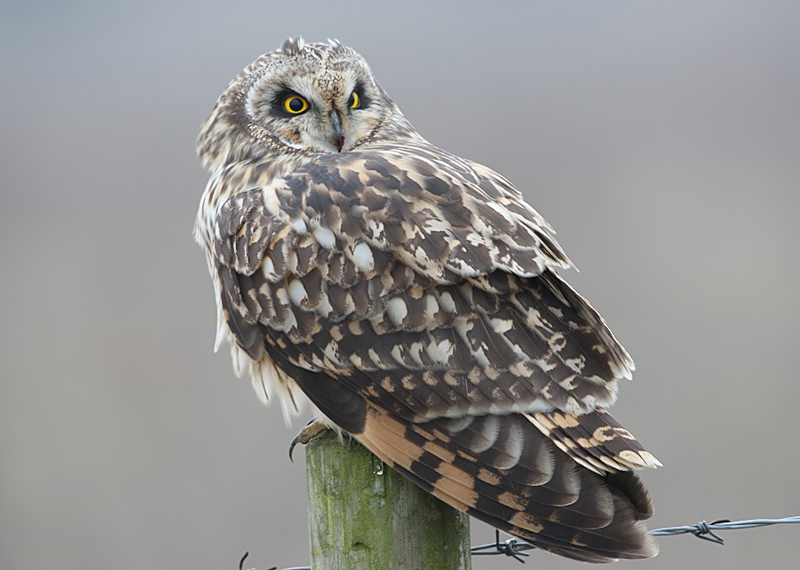 Short-eared Owl