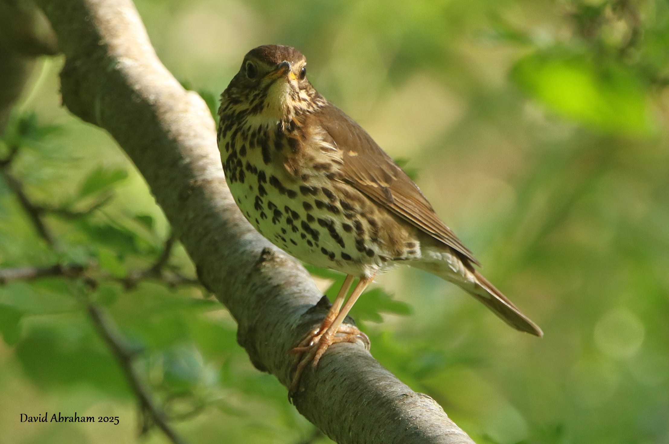 Song Thrush