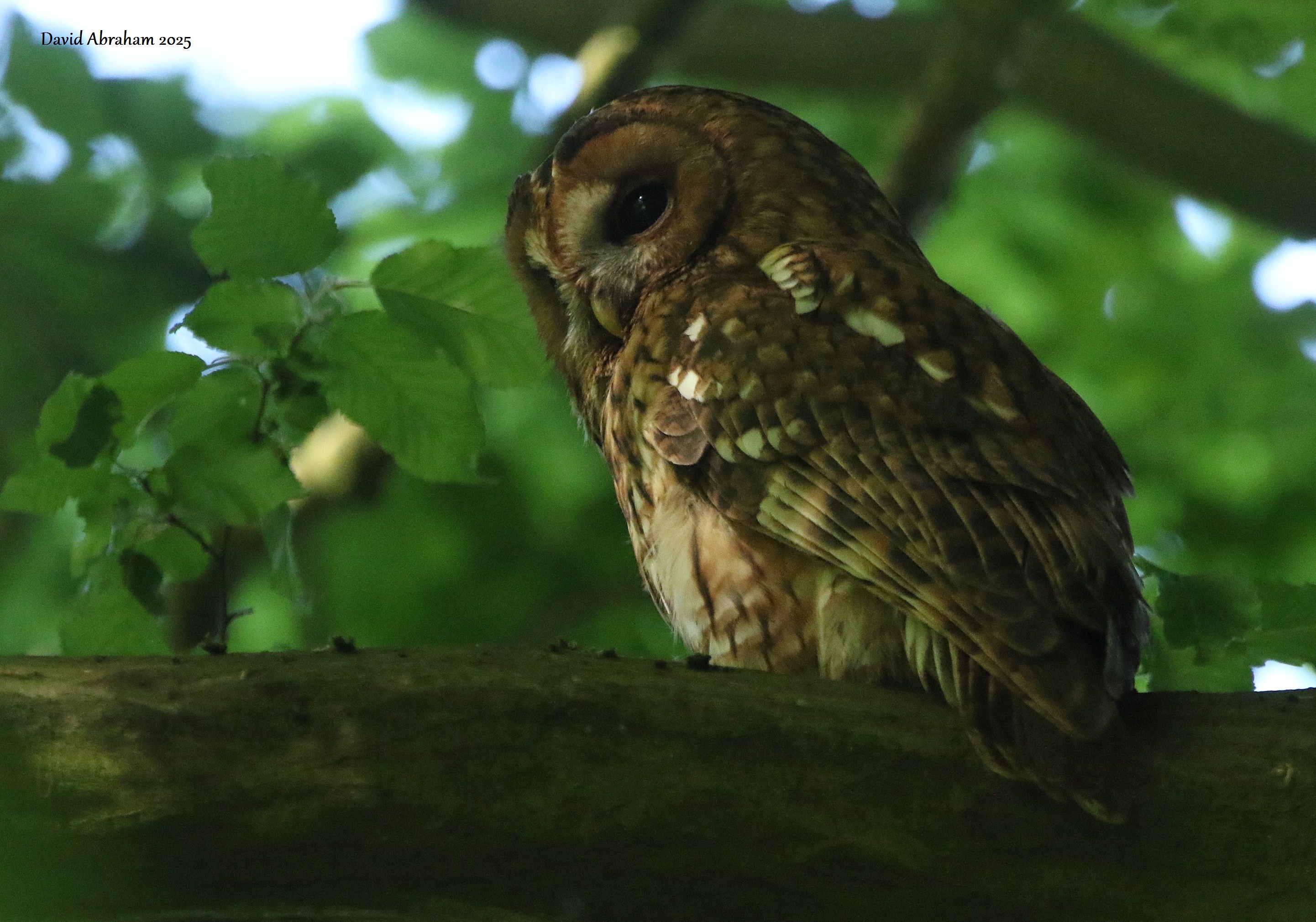 Tawny Owl 