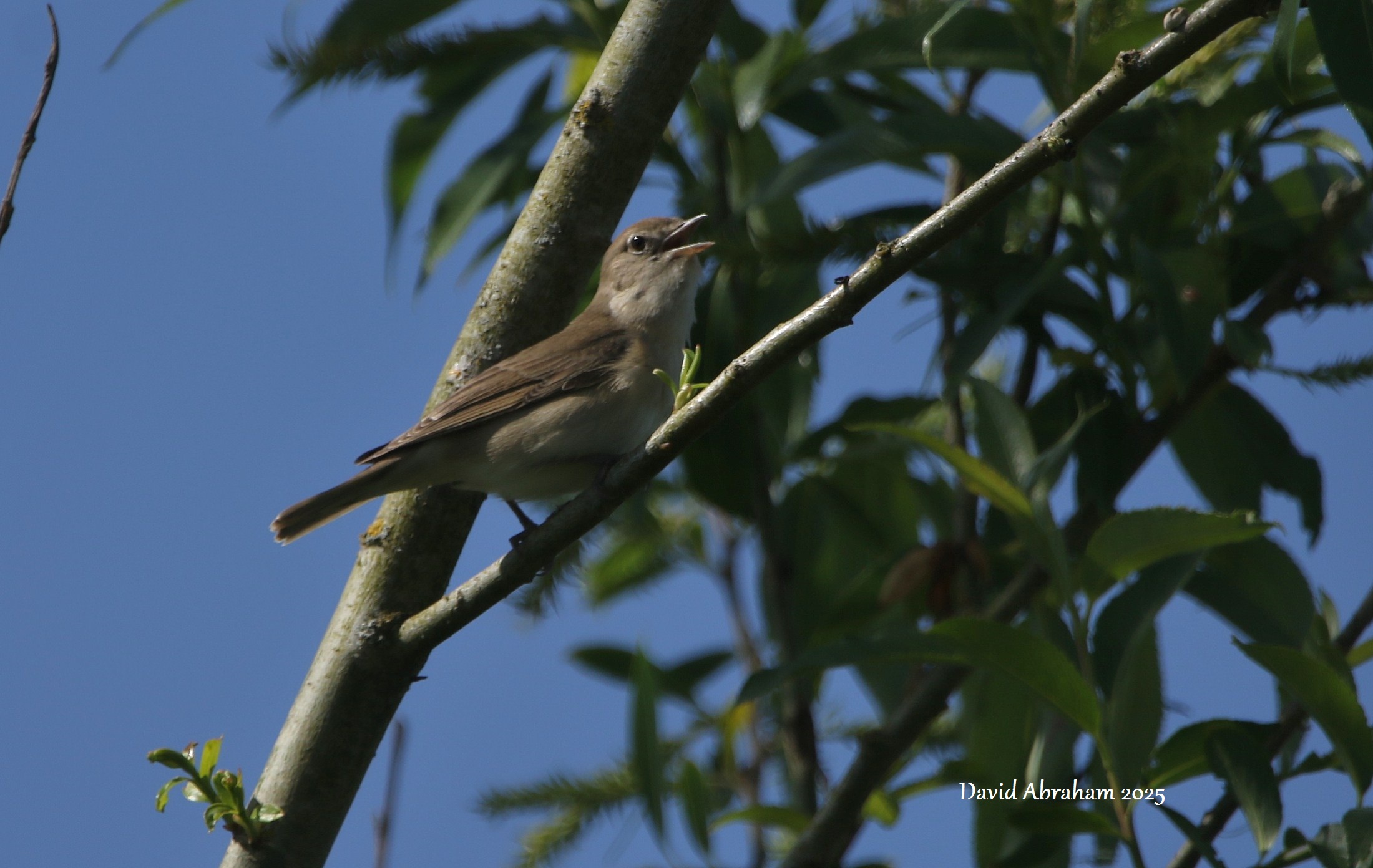 Garden Warbler