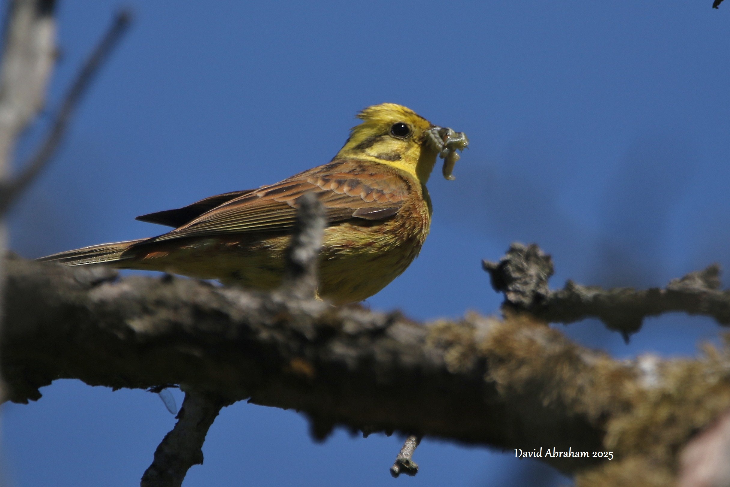 Yellowhammer 
