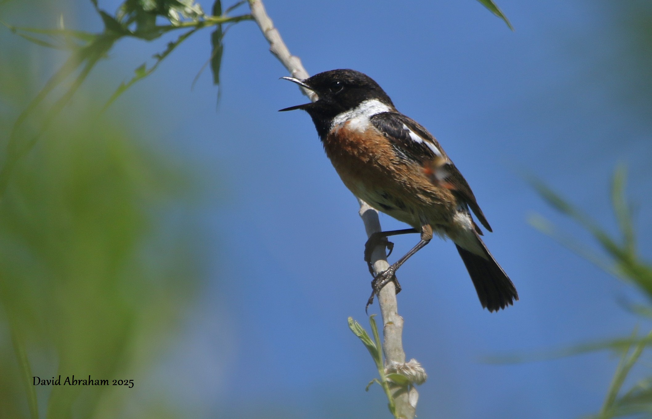 Stonechat 