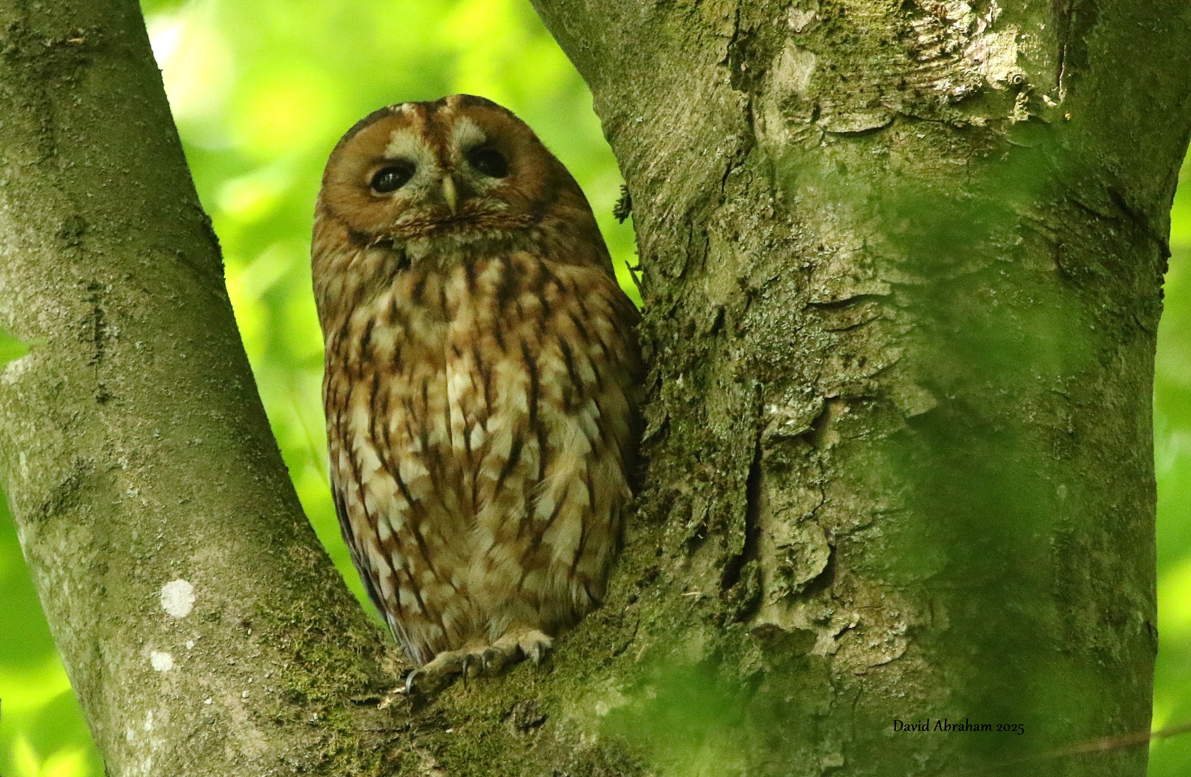 Tawny Owl 