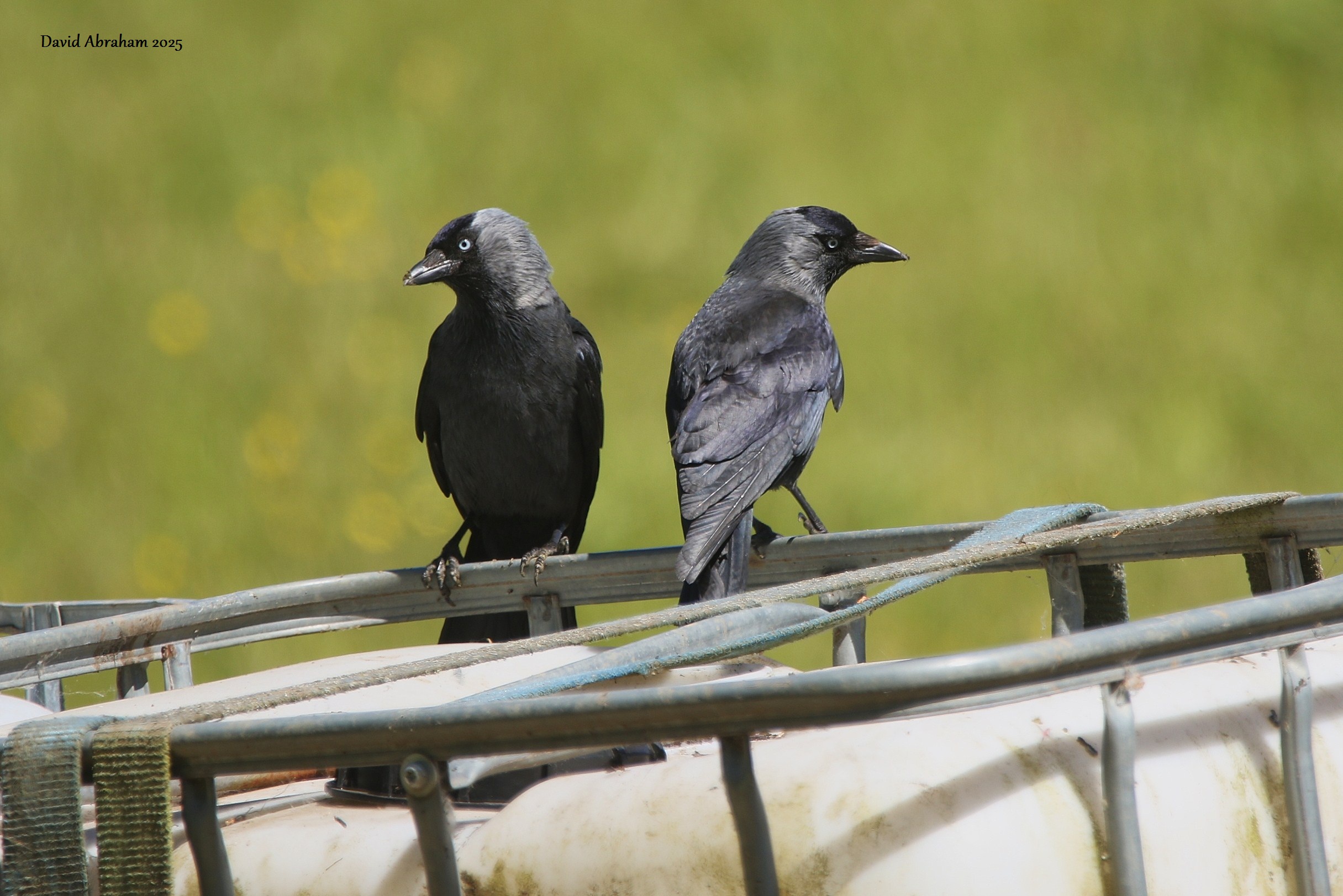 Jackdaw 