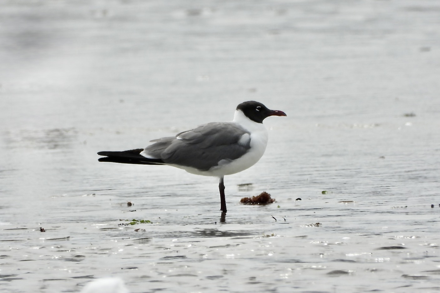 Laughing Gull
