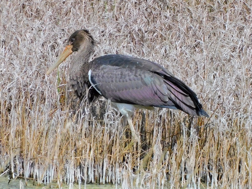 Black Stork