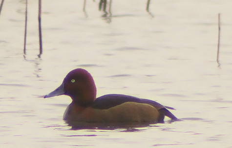 Ferruginous Duck